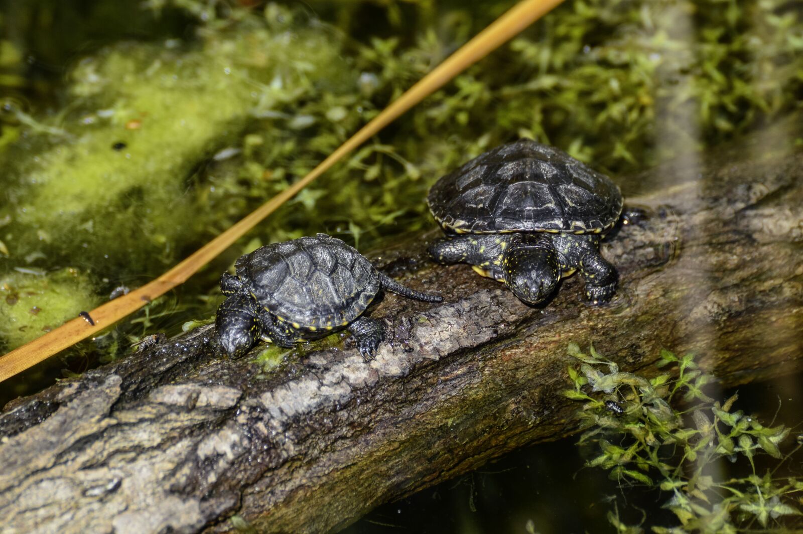 Nikon D3200 sample photo. Marsh turtle, emys orbicularis photography