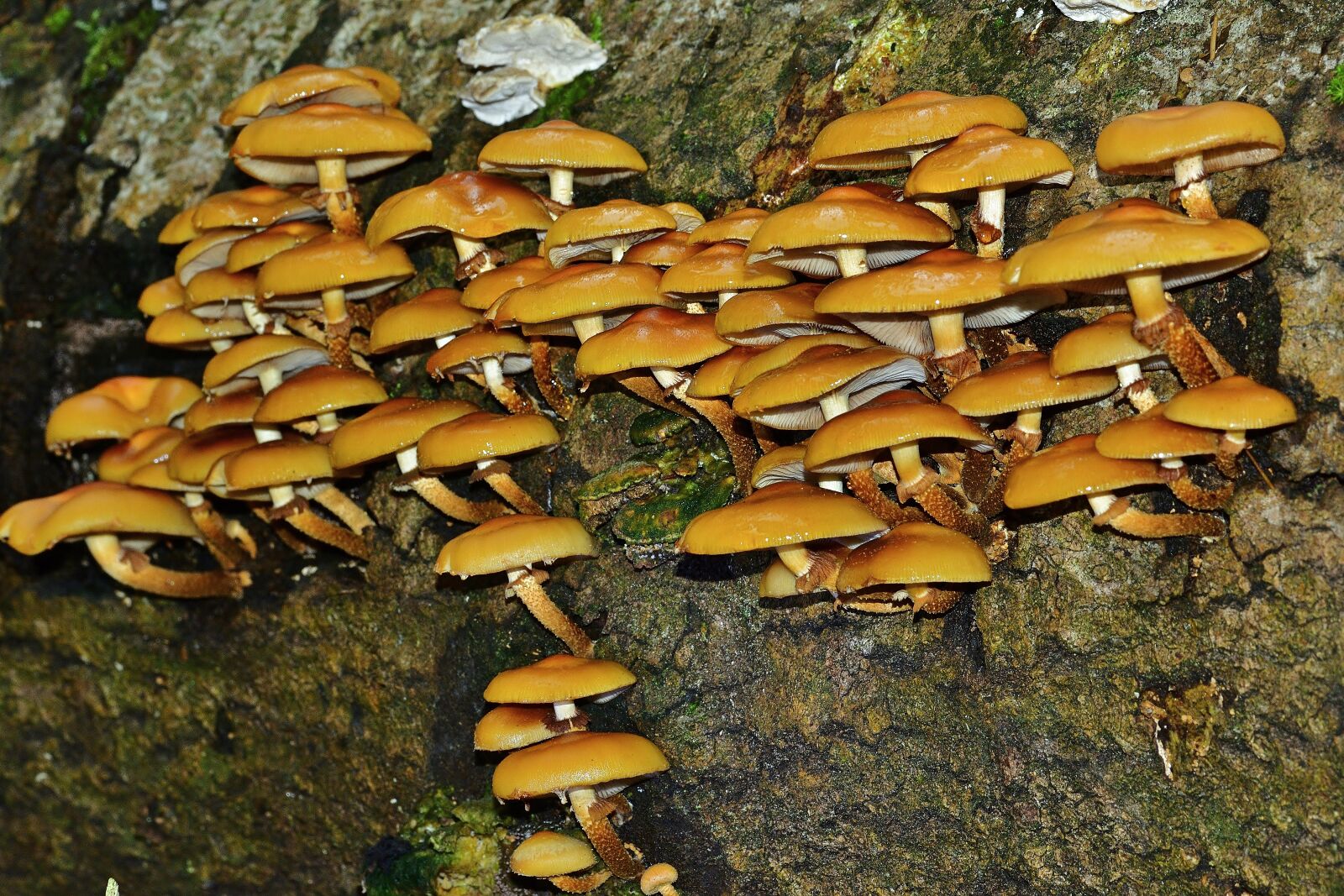 Nikon D5200 sample photo. Forest, autumn, mushrooms photography