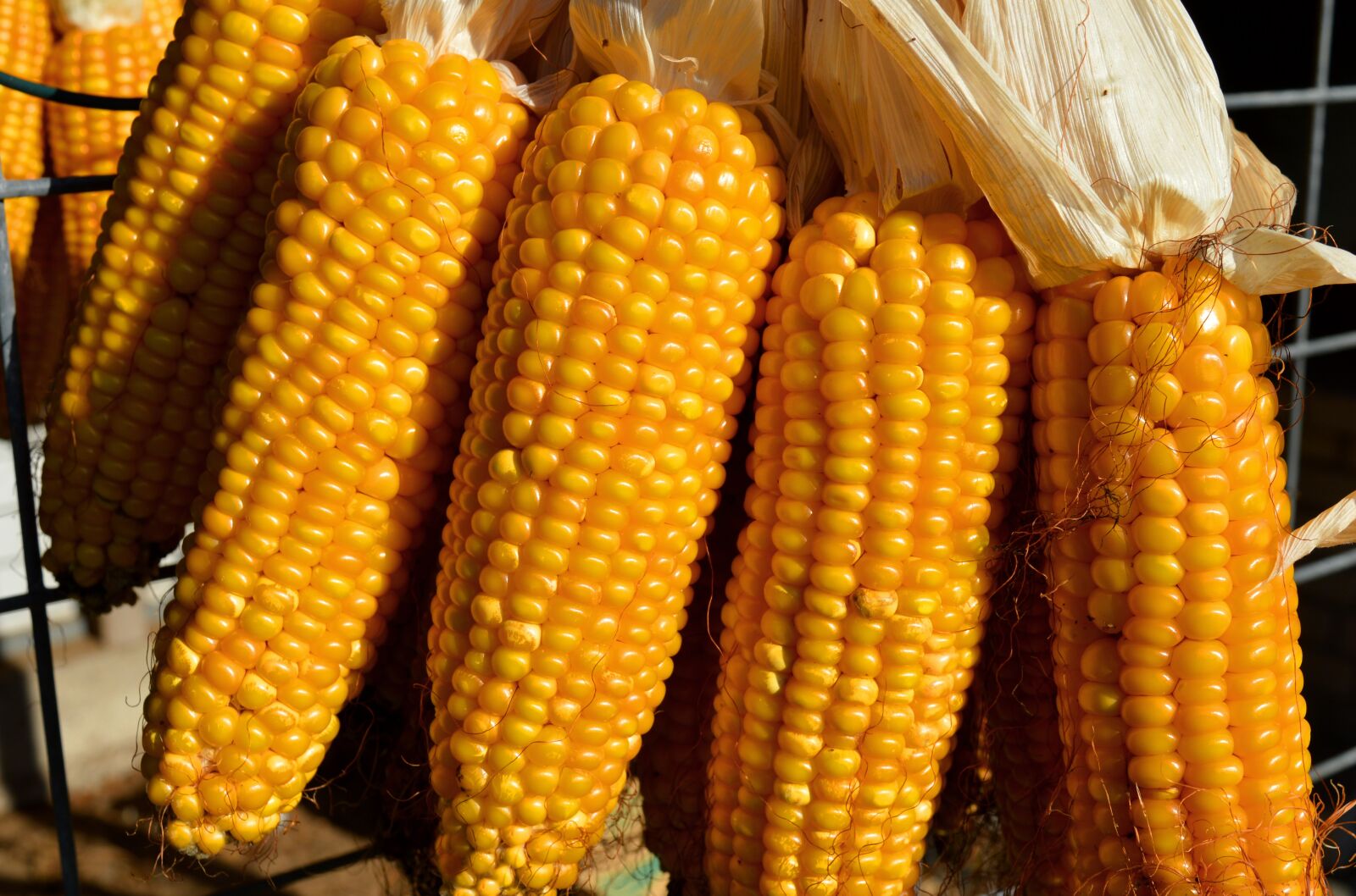 Nikon D3200 sample photo. Corn, vegetables, harvest photography