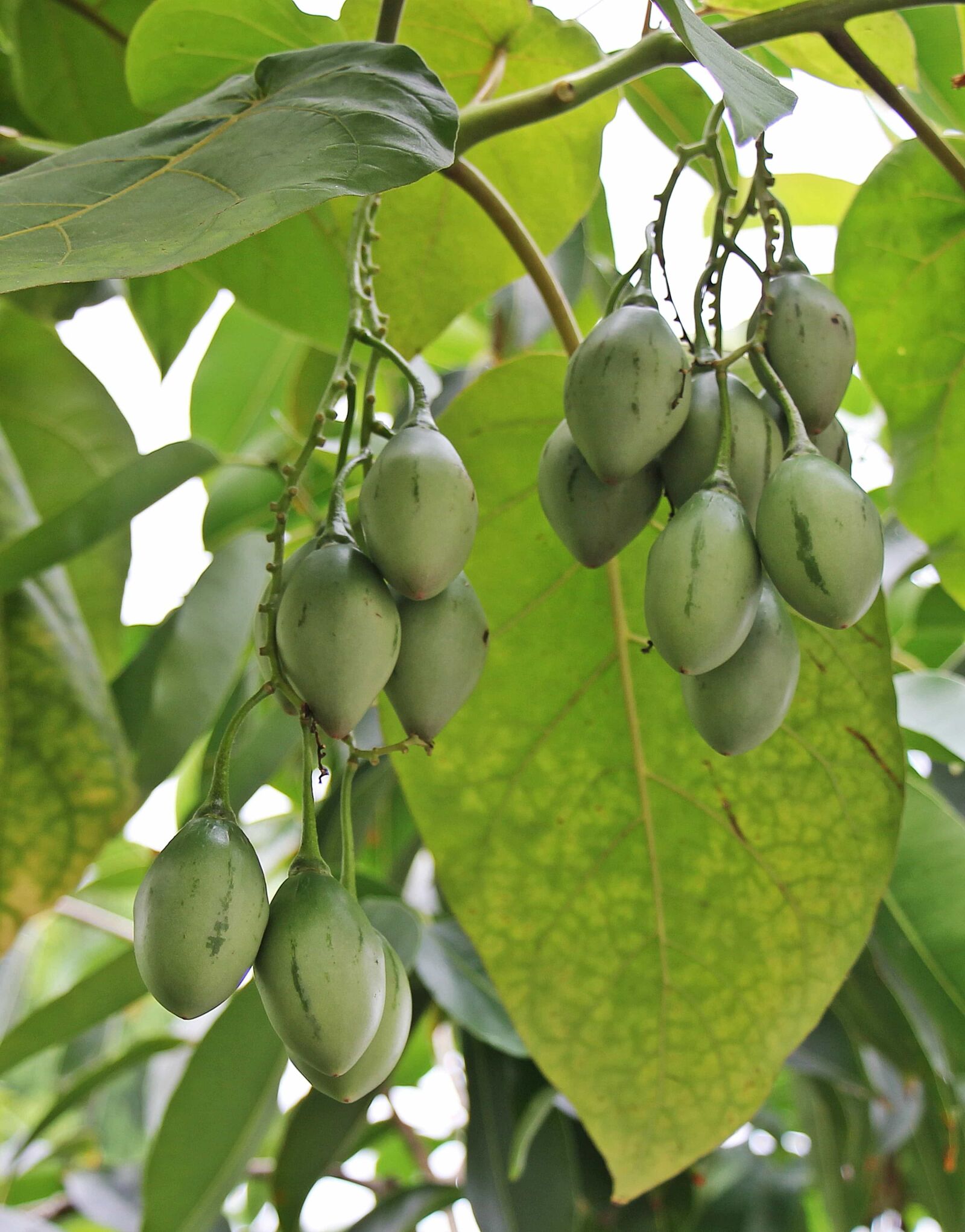 Canon EOS 550D (EOS Rebel T2i / EOS Kiss X4) sample photo. Food, fruit, leaf, nature photography
