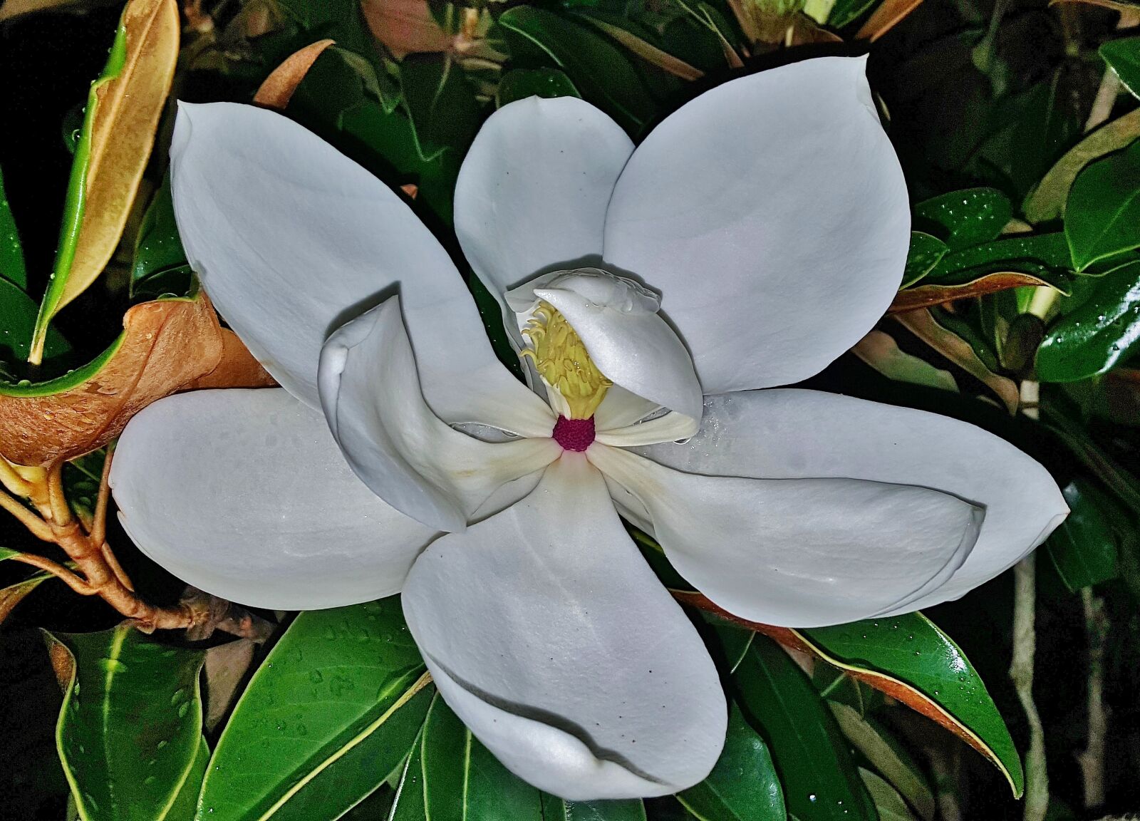 Samsung Galaxy Note5 sample photo. Flower, magnolia, white flower photography