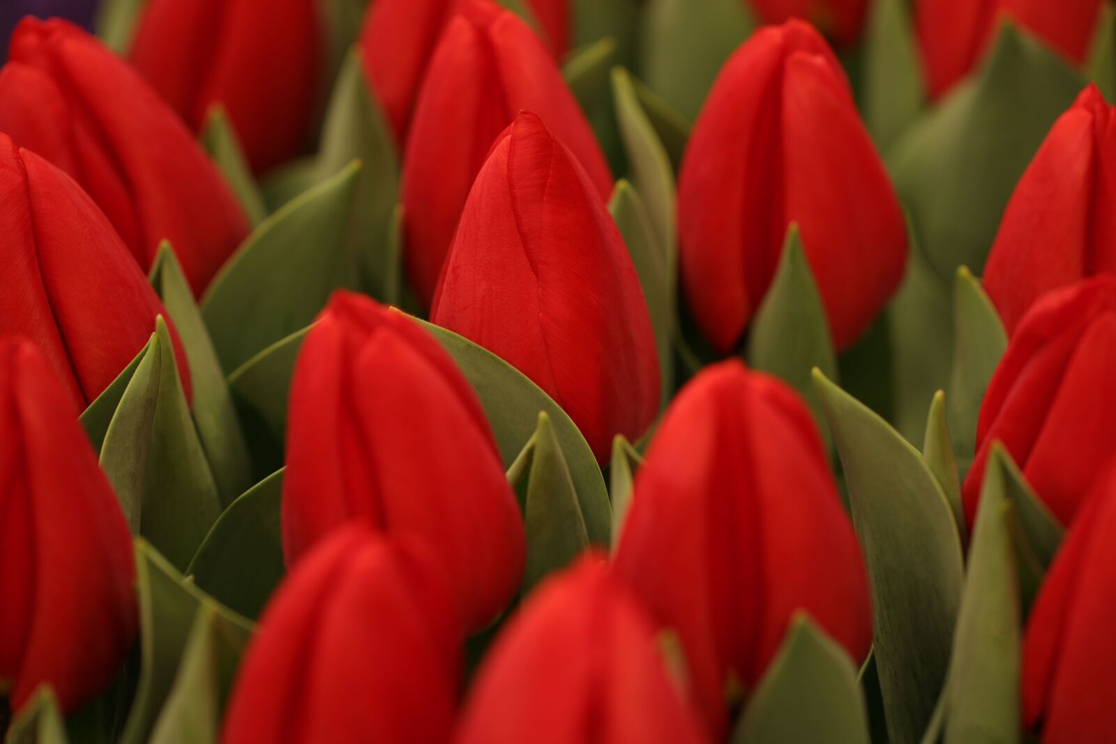 Canon EOS 80D + Canon EF 100mm F2.8L Macro IS USM sample photo. Tulips, tulip, flowers photography