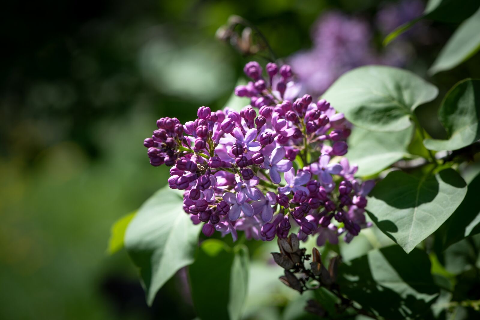 Nikon D750 sample photo. Lilac, blossom, bloom photography