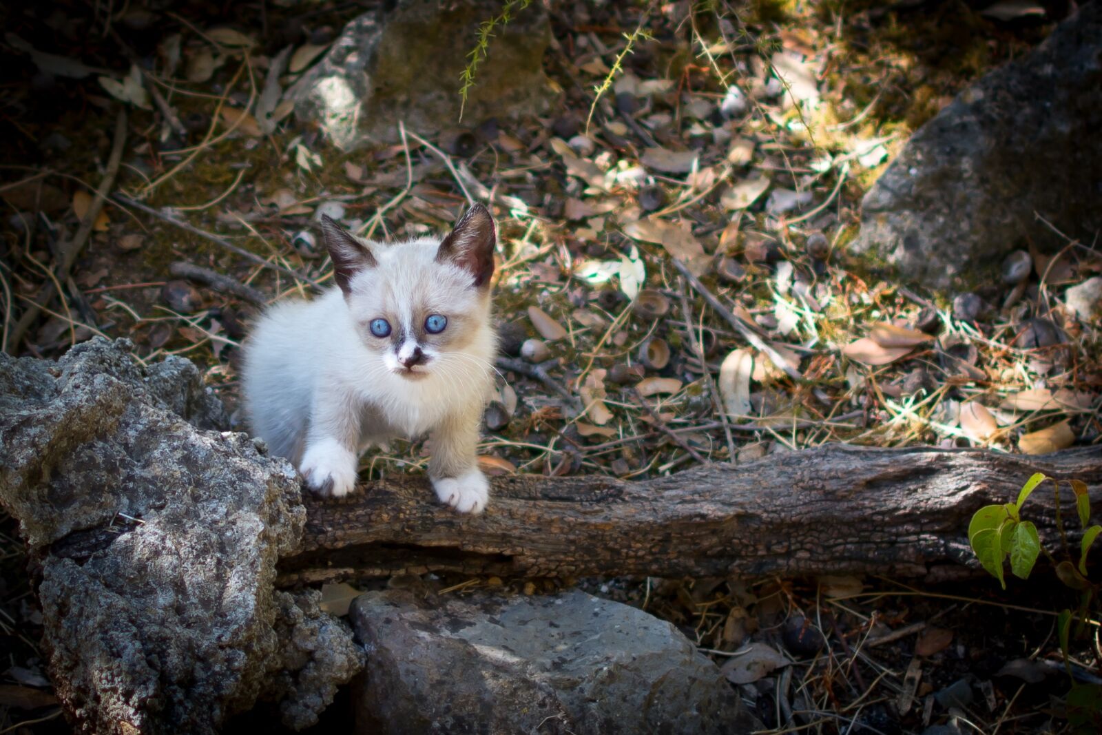 Nikon D7100 sample photo. Kitten, cat, animals photography