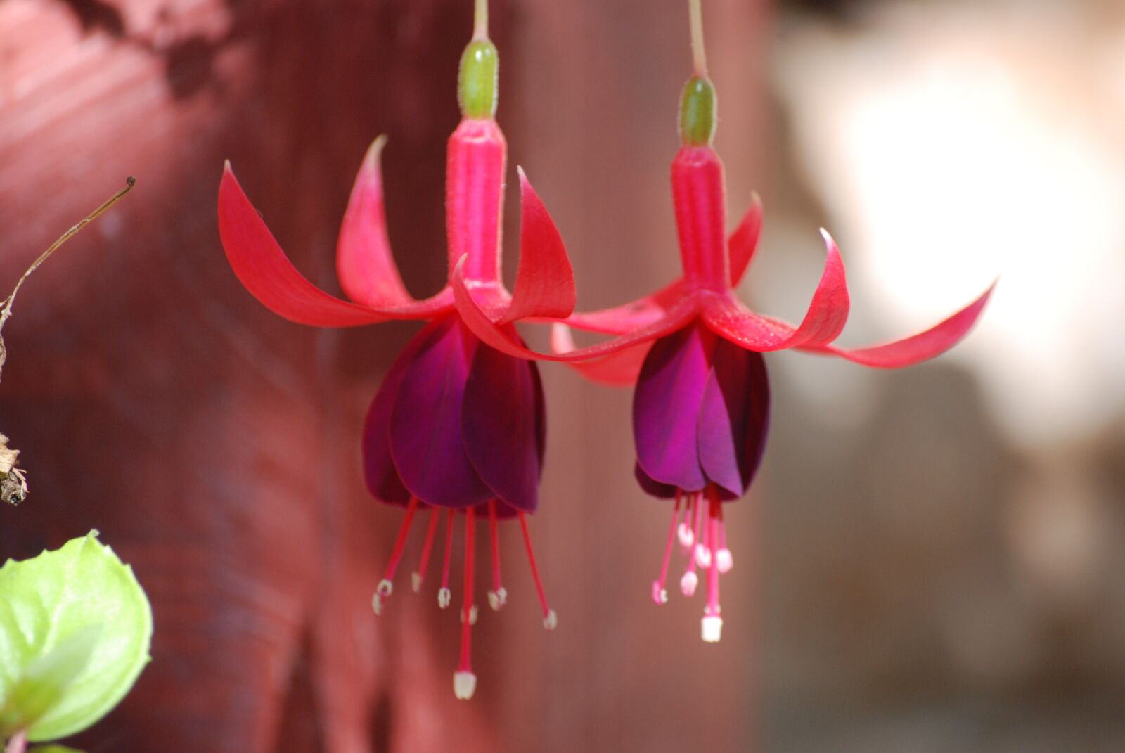 Nikon D80 sample photo. Bells, flower, flowers photography