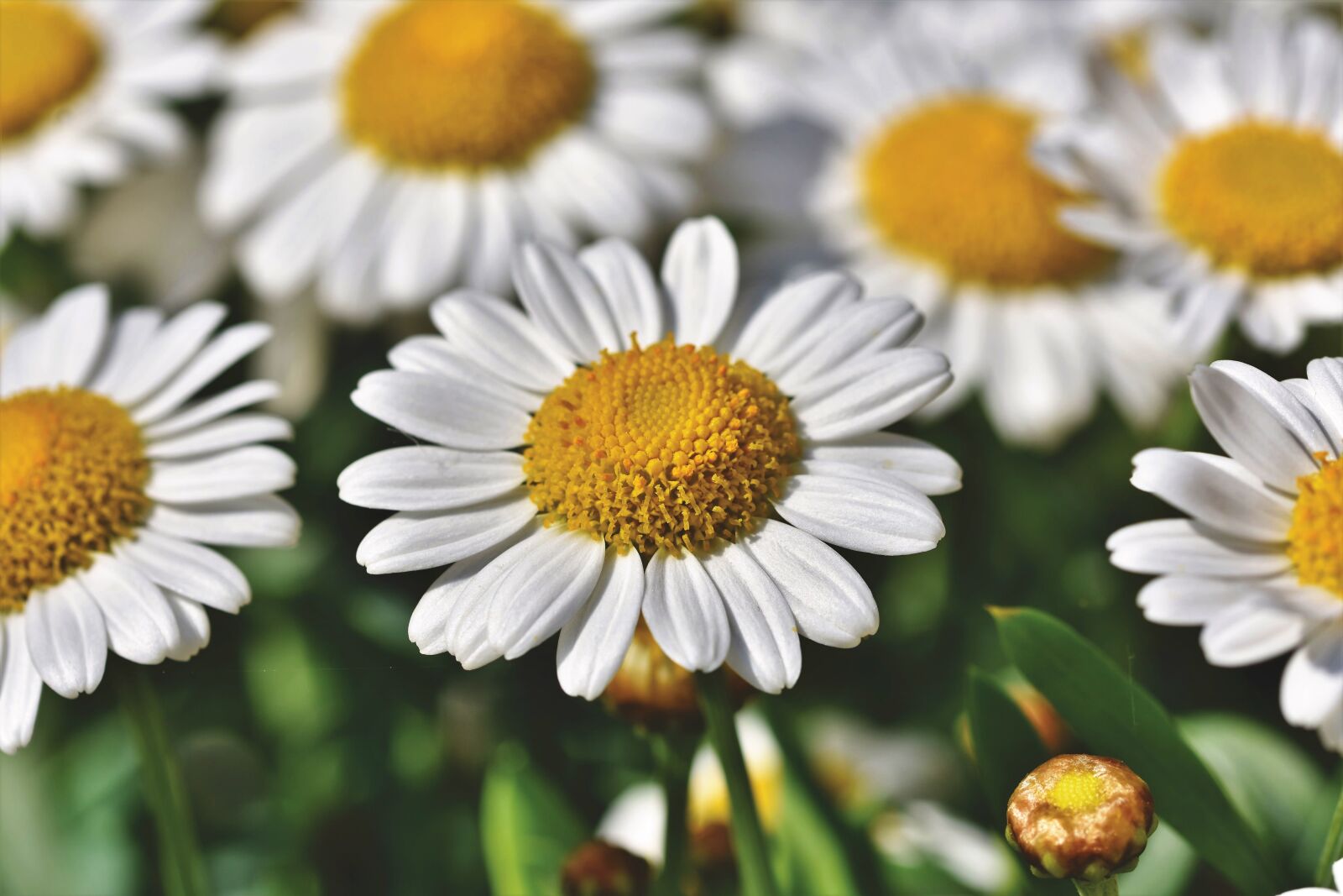 Nikon D7200 sample photo. Margarite, flower, blossom photography