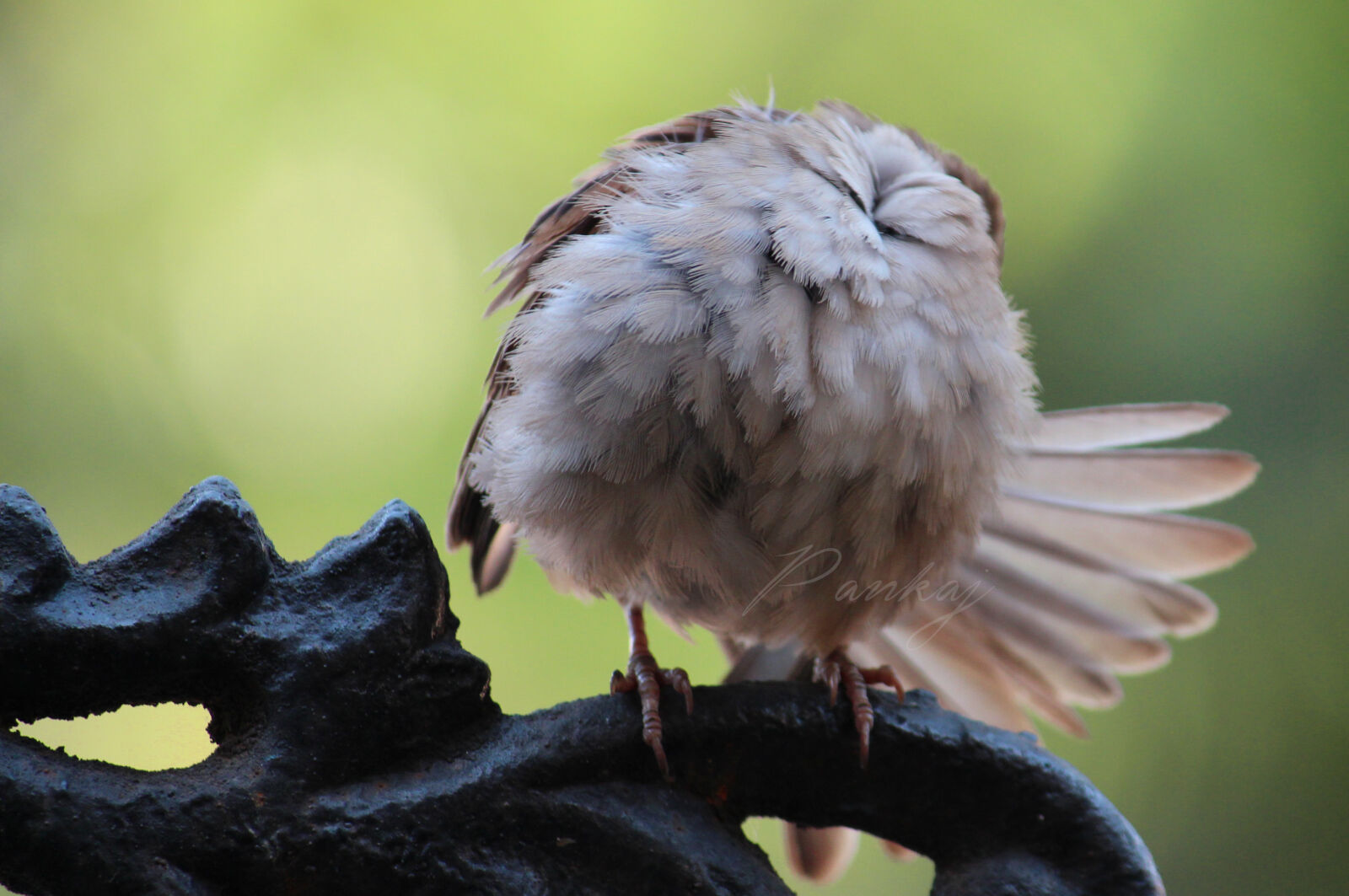 Canon EOS 700D (EOS Rebel T5i / EOS Kiss X7i) sample photo. Bird, nature photography