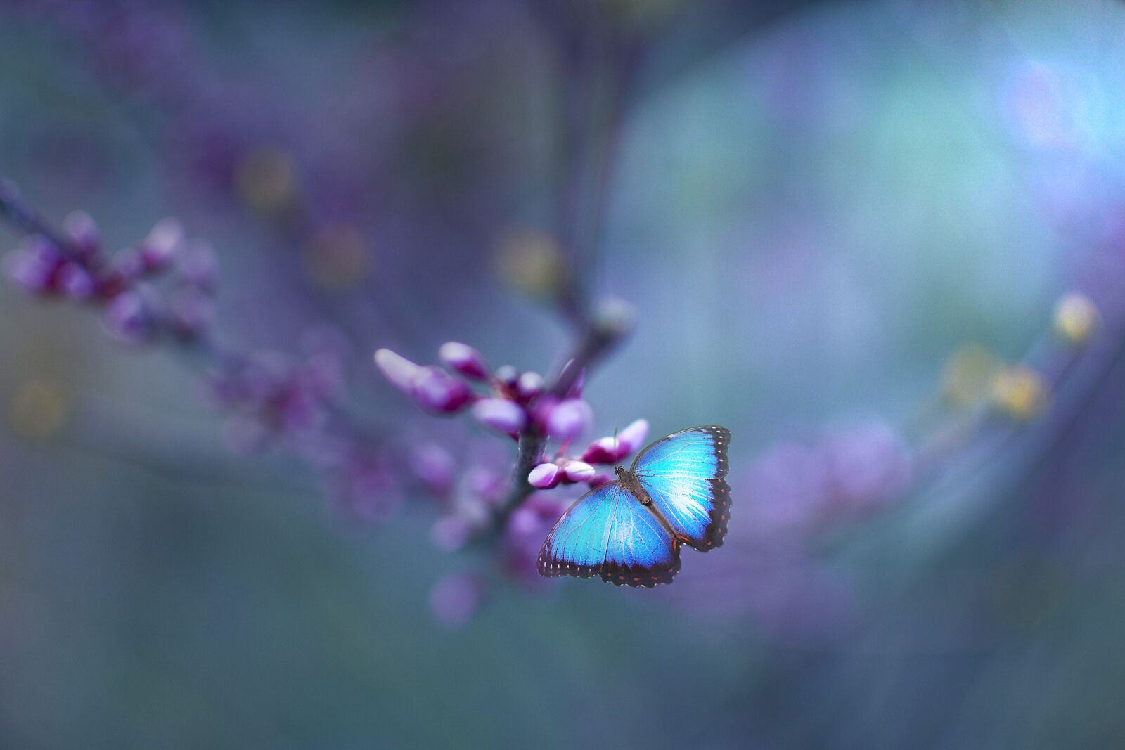 Nikon D7200 sample photo. Butterfly, blue, botany photography