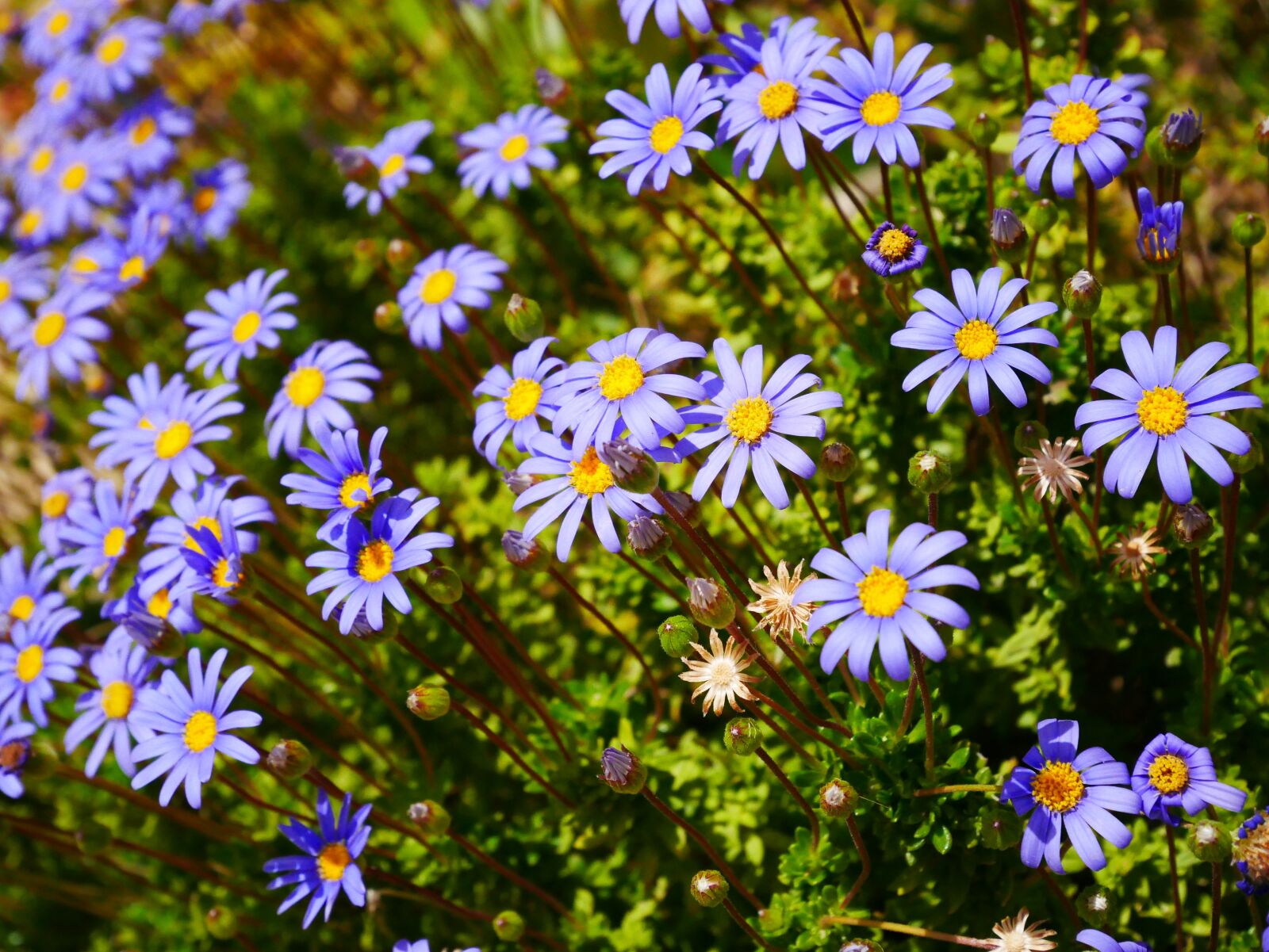 Panasonic Lumix DMC-GX85 (Lumix DMC-GX80 / Lumix DMC-GX7 Mark II) sample photo. Flowers, purple, yellow photography