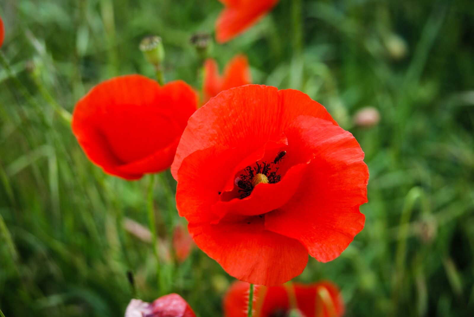 Nikon D80 sample photo. Red weed, red, green photography