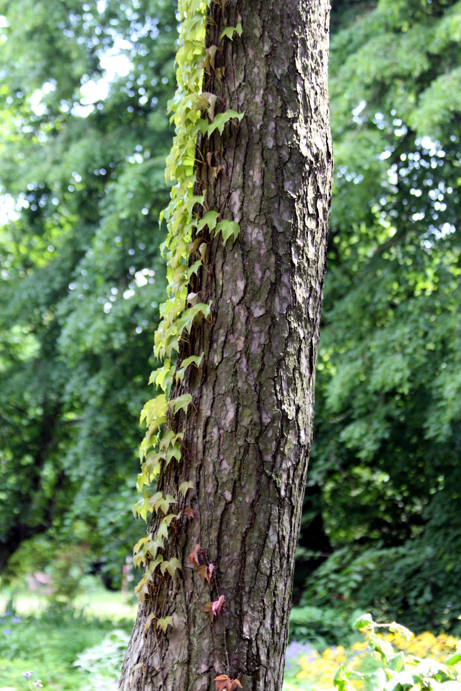 Canon EOS 650D (EOS Rebel T4i / EOS Kiss X6i) sample photo. Tree, trunk, plant photography