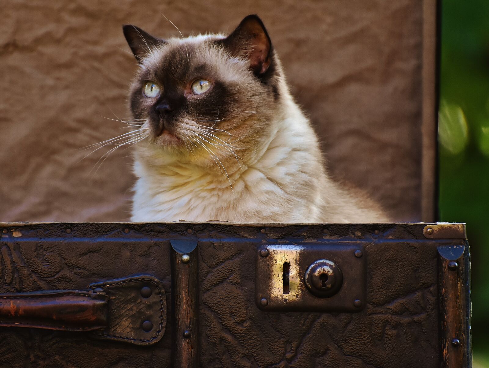 Nikon D7200 sample photo. Luggage, antique, cat photography