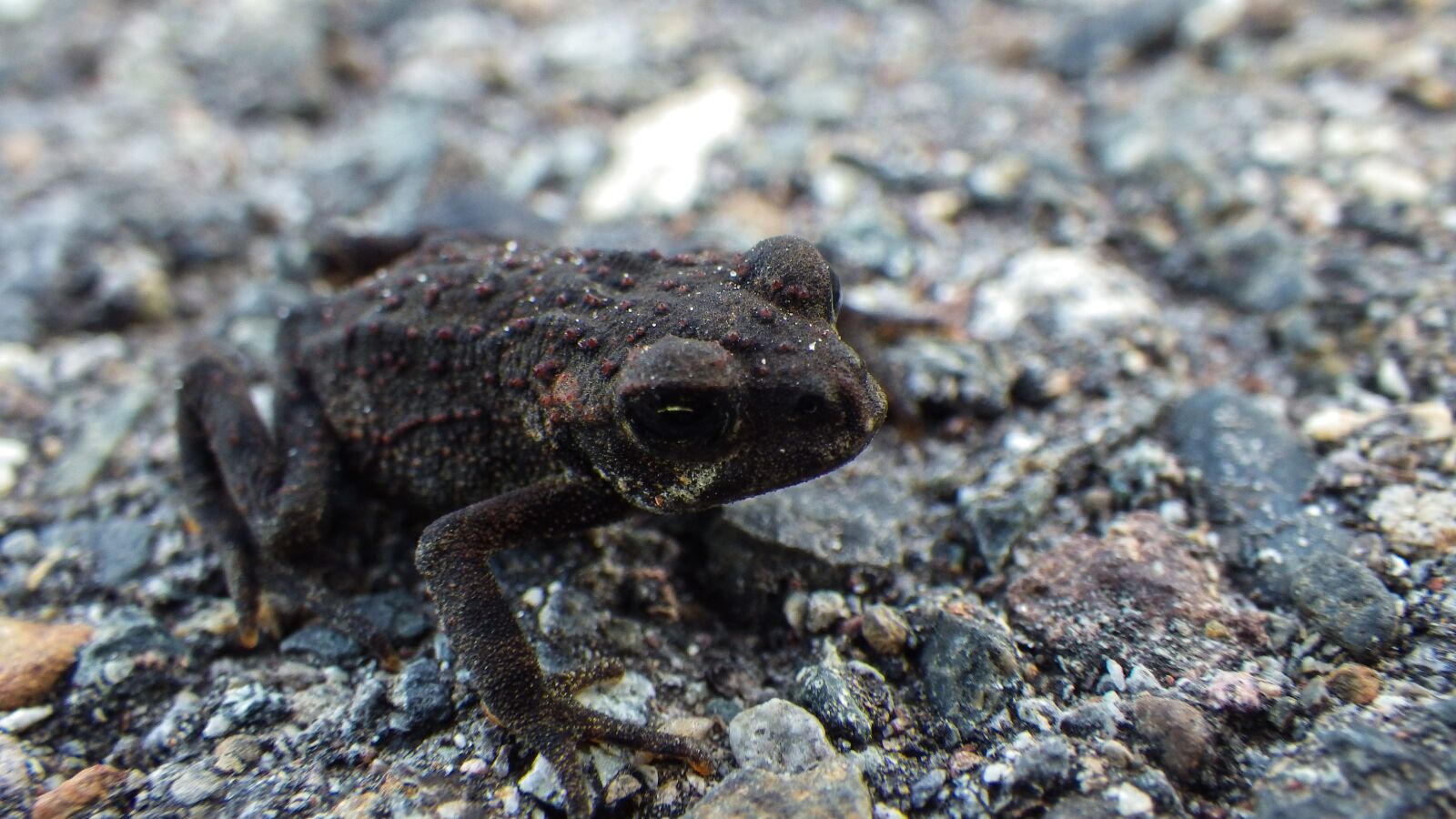 Pentax Optio WG-2 sample photo. Frog, amphibian, animal photography
