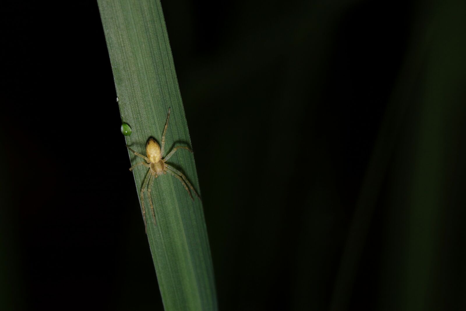 Canon EOS 80D sample photo. Forest, spider, cobweb photography