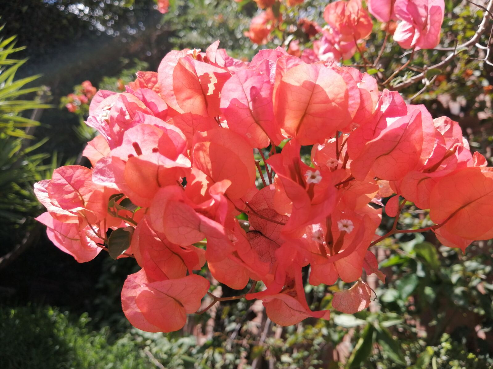 HUAWEI P30 LITE sample photo. Flowers, beauty, spring photography
