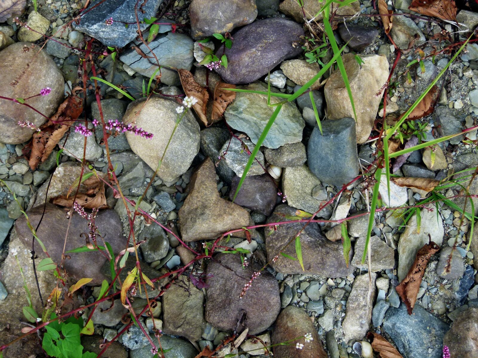 Panasonic Lumix DMC-FZ100 sample photo. Rocks, stones, grass photography