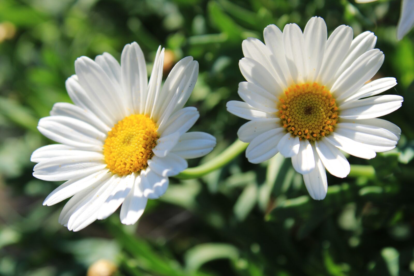 Canon EOS 2000D (EOS Rebel T7 / EOS Kiss X90 / EOS 1500D) sample photo. Daisy, flower, blossom photography