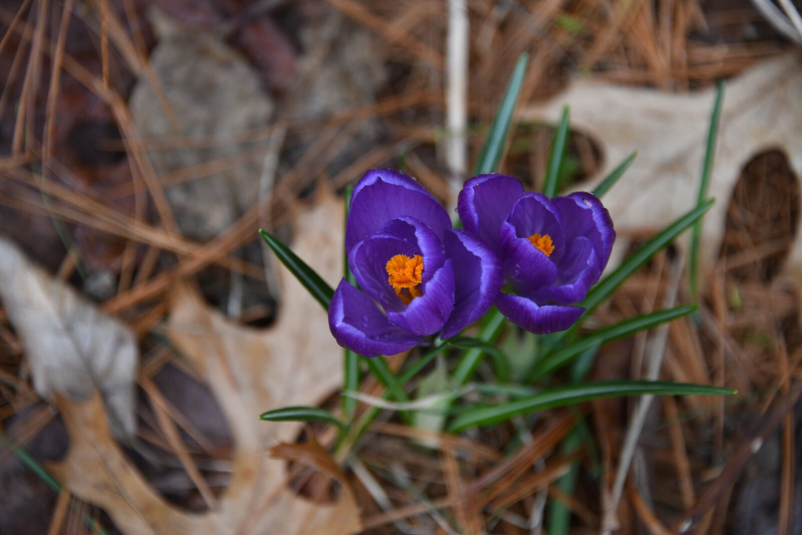 Nikon D850 sample photo. Crocus, flower, happy photography