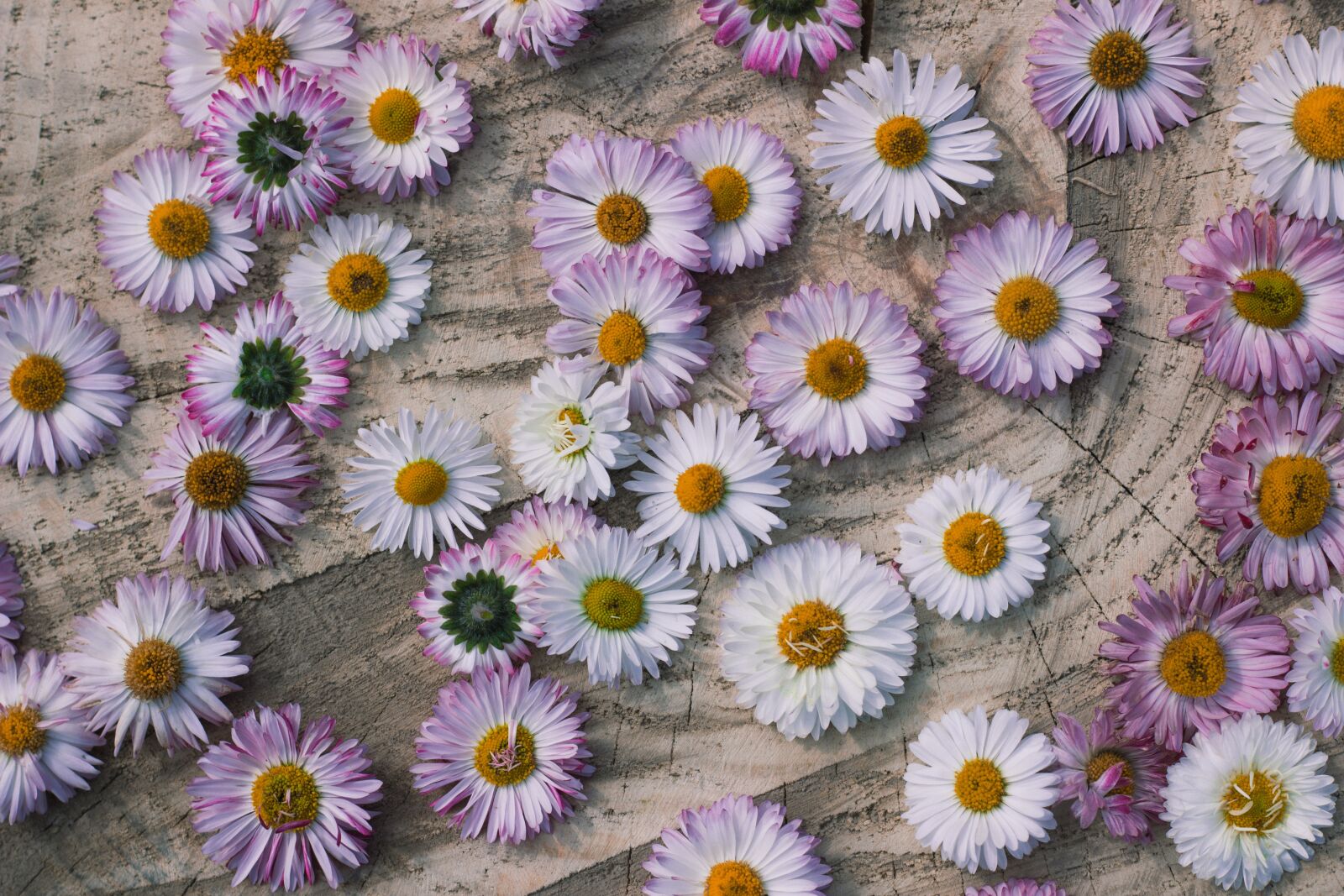 Canon EOS 600D (Rebel EOS T3i / EOS Kiss X5) + Canon EF 50mm F1.8 STM sample photo. Flowers, flower, daisy photography