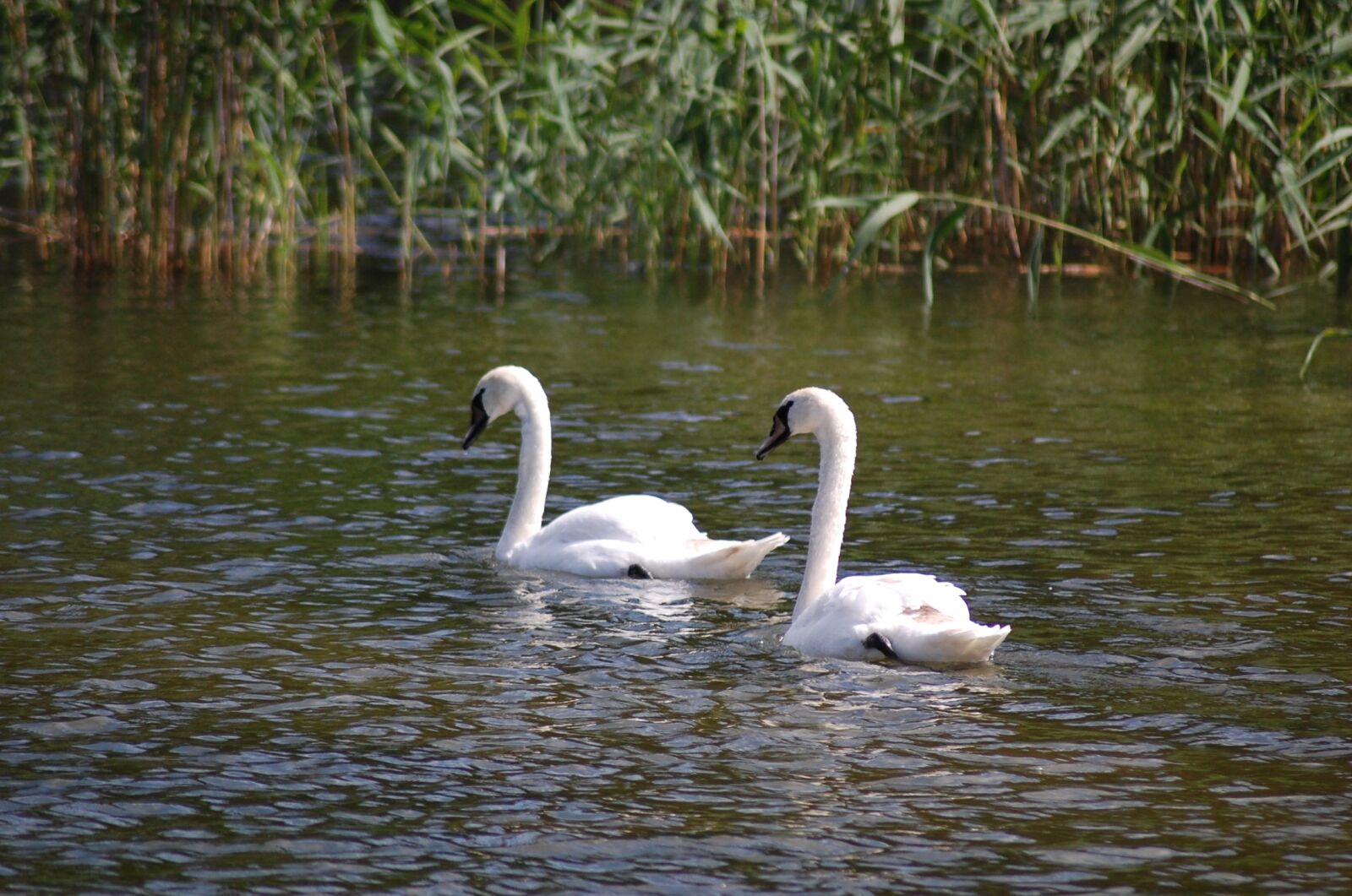 Nikon D40 sample photo. Swans, summer, water photography