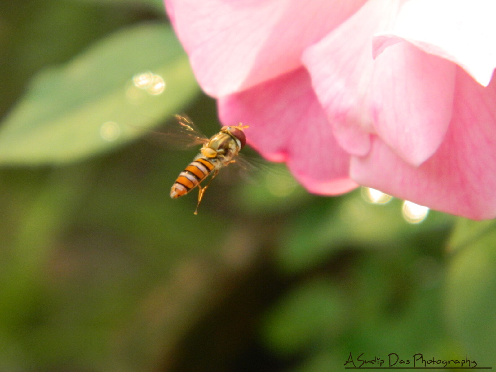 Nikon Coolpix L120 sample photo. Stop photography