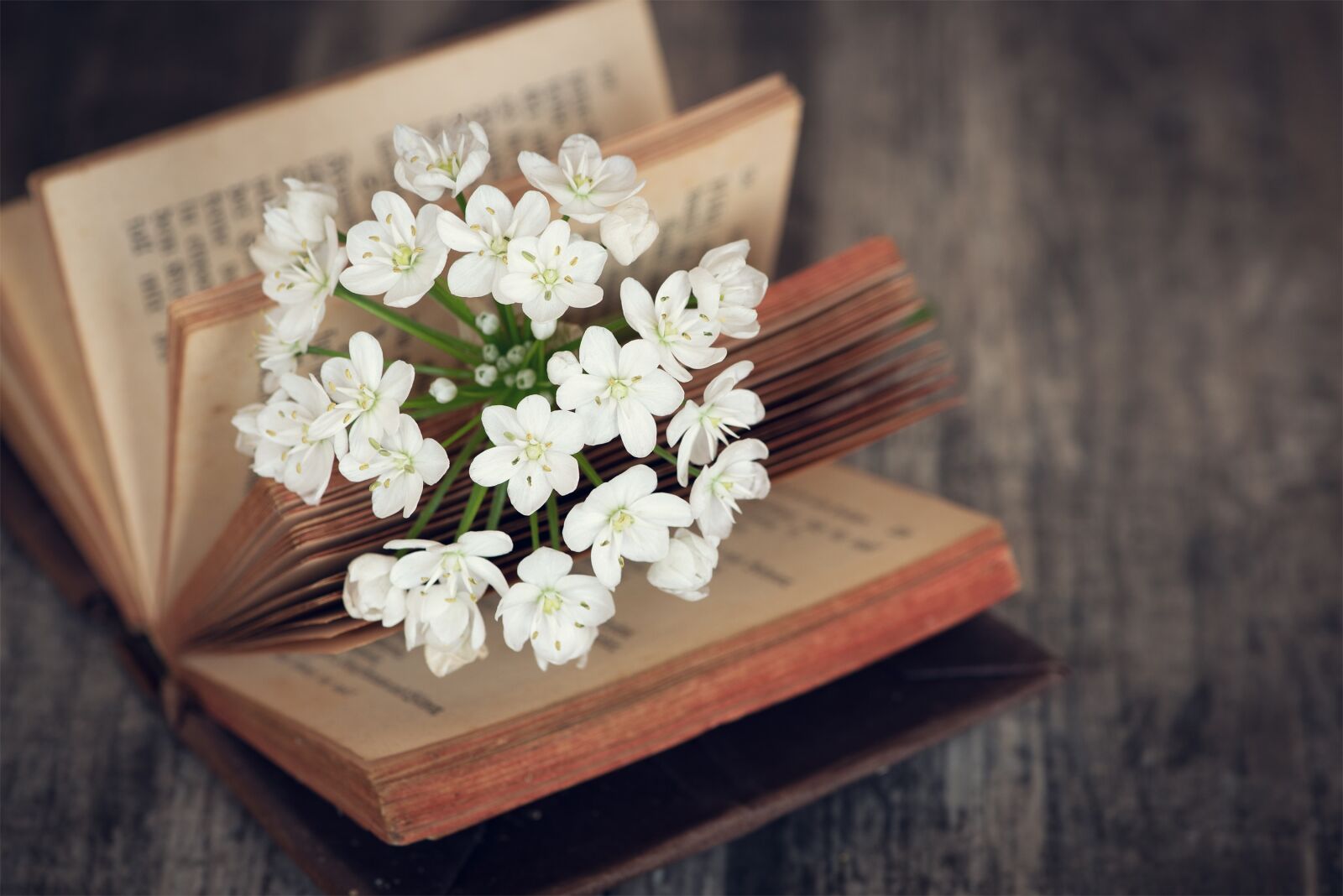 Nikon D750 sample photo. Blossom, bloom, white photography