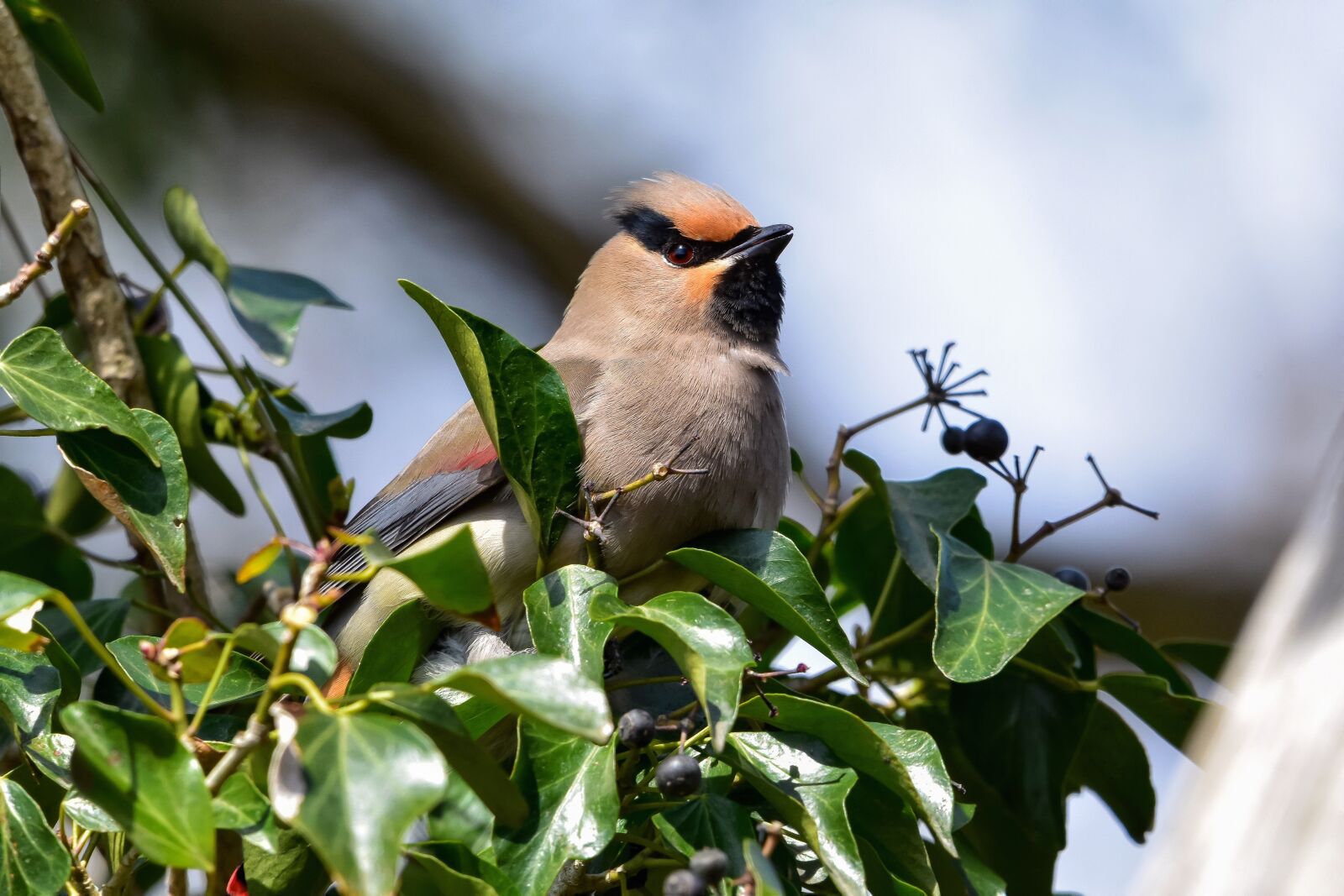 Nikon D7200 sample photo. Animal, forest, wood photography