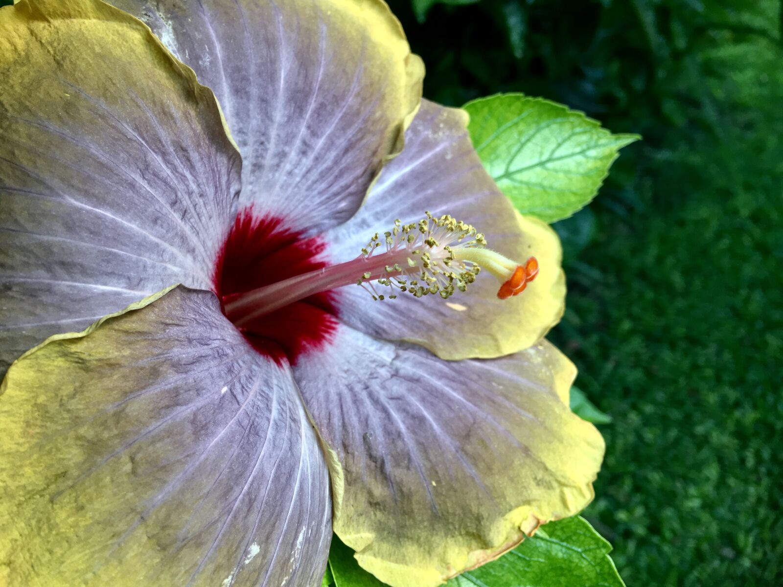 iPhone 6s Plus back camera 4.15mm f/2.2 sample photo. Hibiscus yellow, hibiscus purple photography