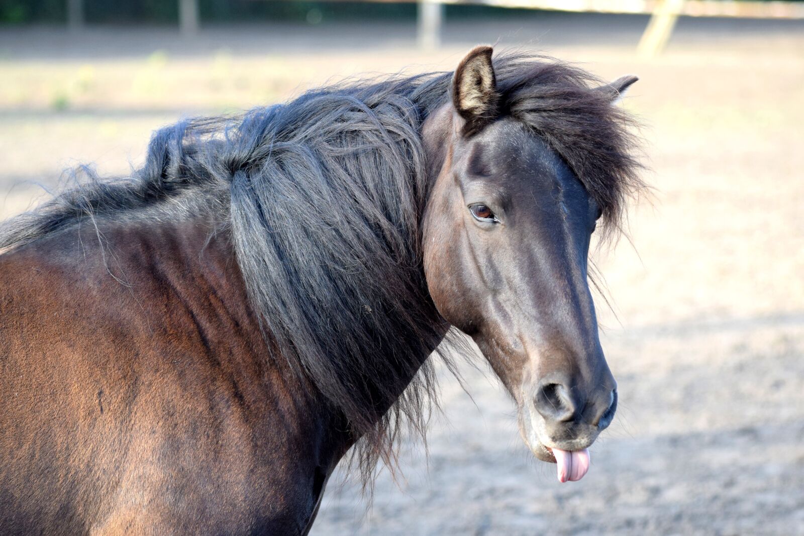 Nikon D5300 sample photo. Tongue, horse, crazy photography