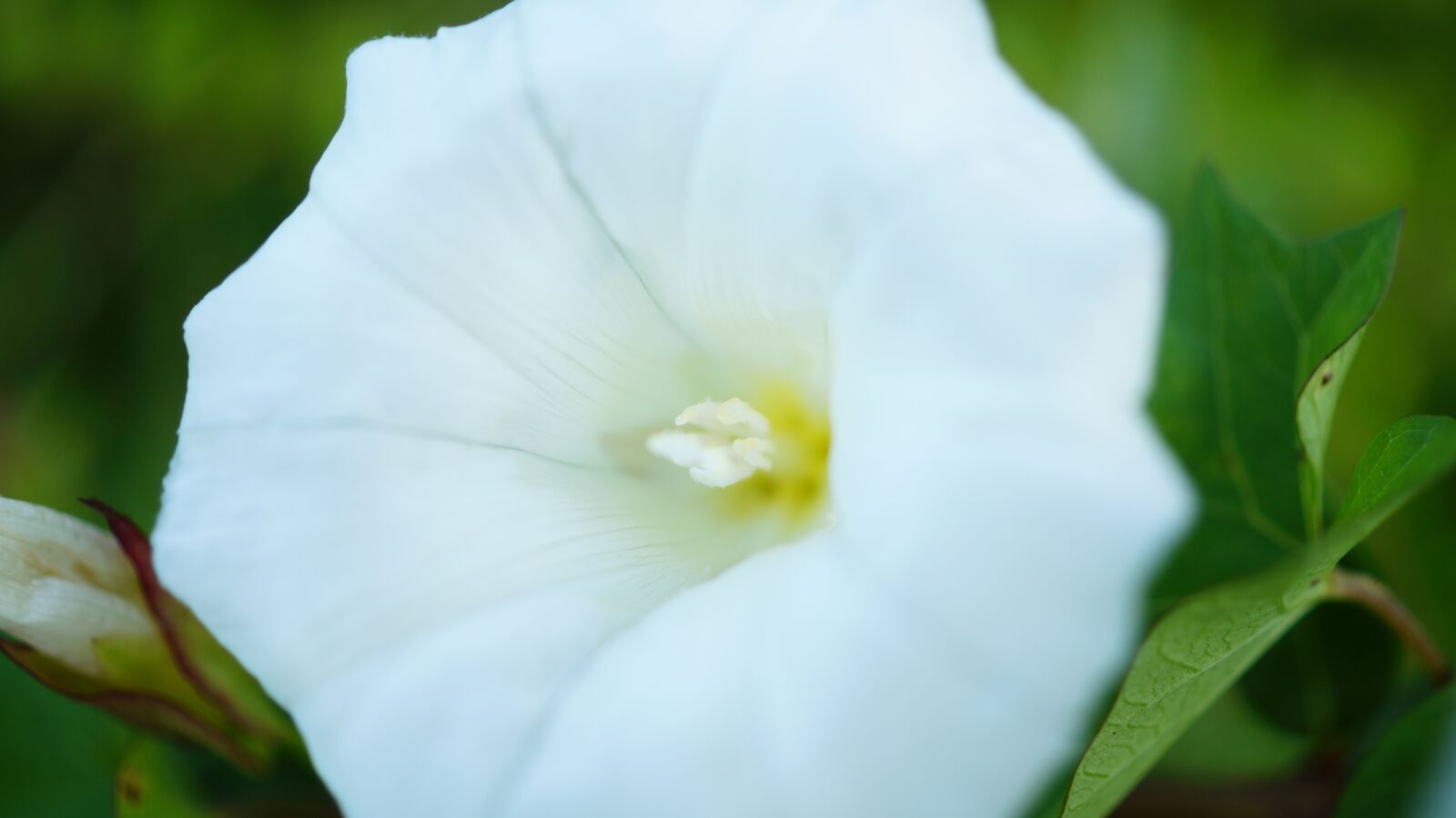 Sony DT 30mm F2.8 Macro SAM sample photo. Beautiful, bloom, blooming, blossom photography