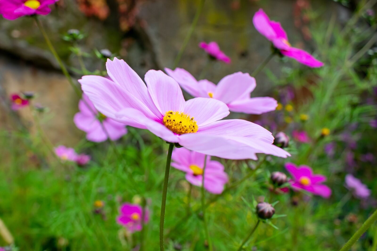 Nikon D5300 sample photo. Blossom, bloom, flower photography