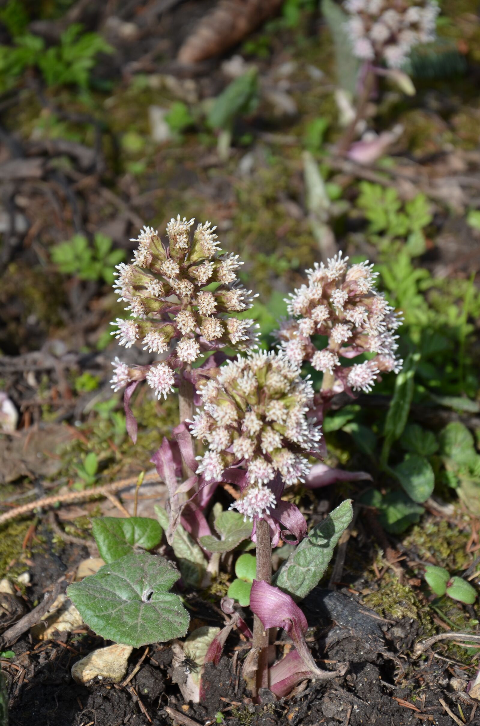 Nikon D7000 sample photo. Nature, plant, flower photography