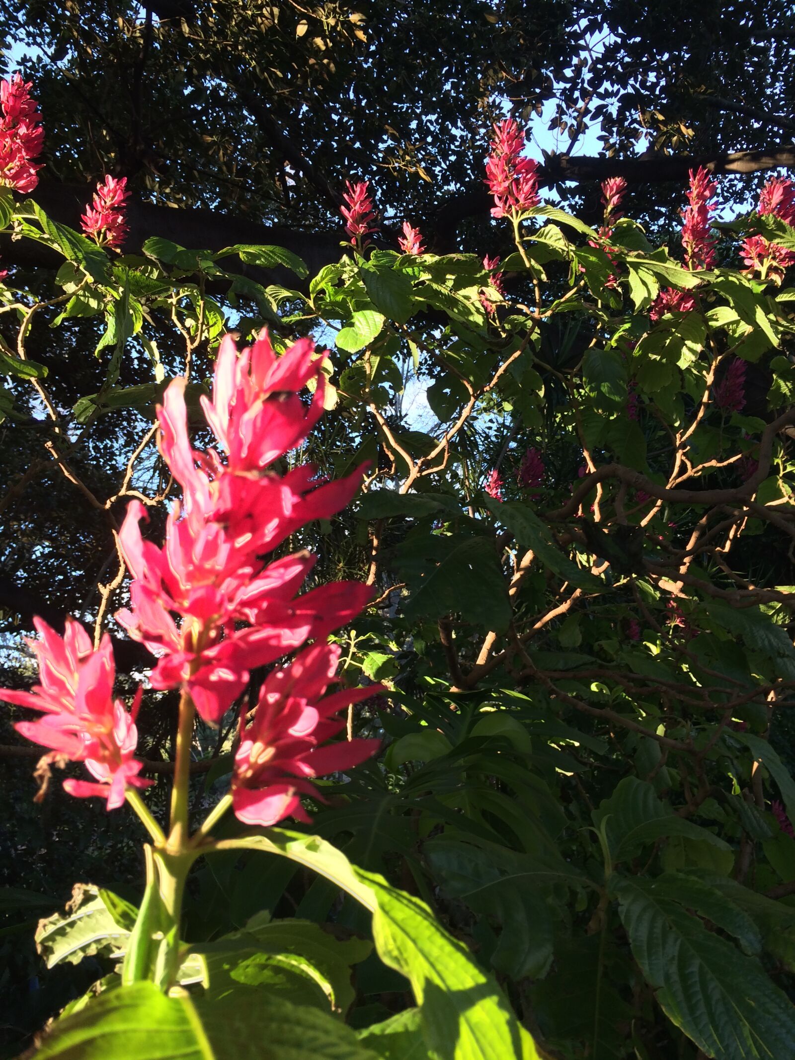 Apple iPhone 5s + iPhone 5s back camera 4.15mm f/2.2 sample photo. Flowers, floral, flora photography