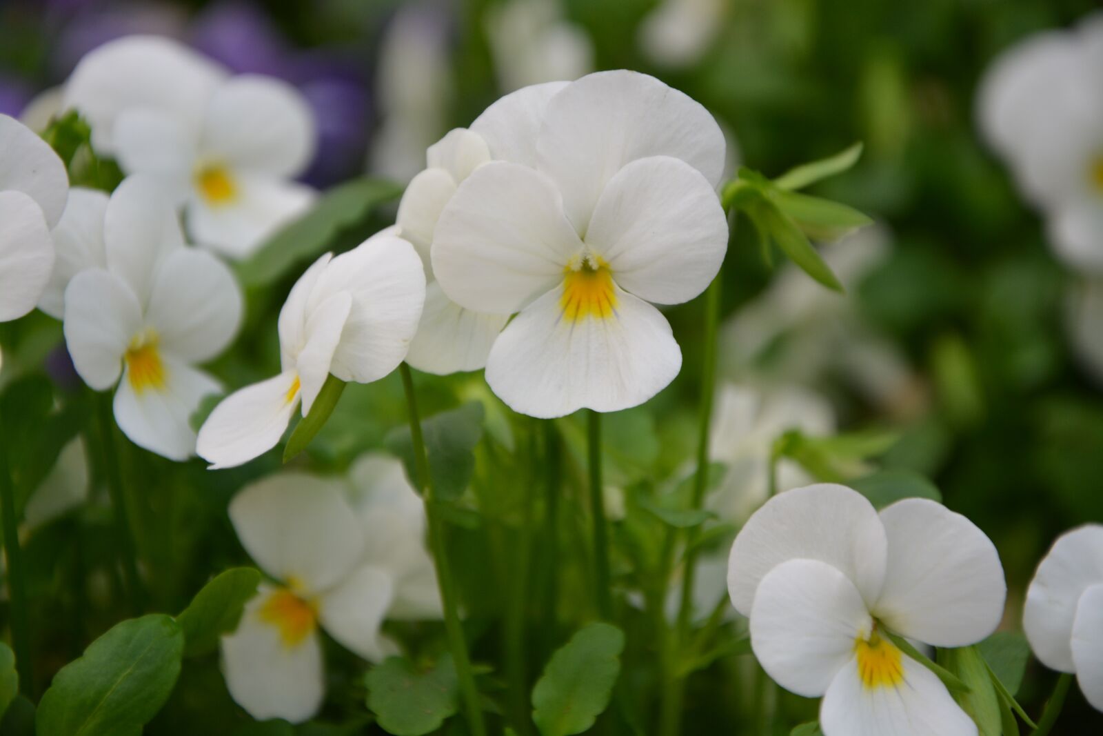 Nikon D5200 sample photo. Flowers, thoughts, thoughts white photography