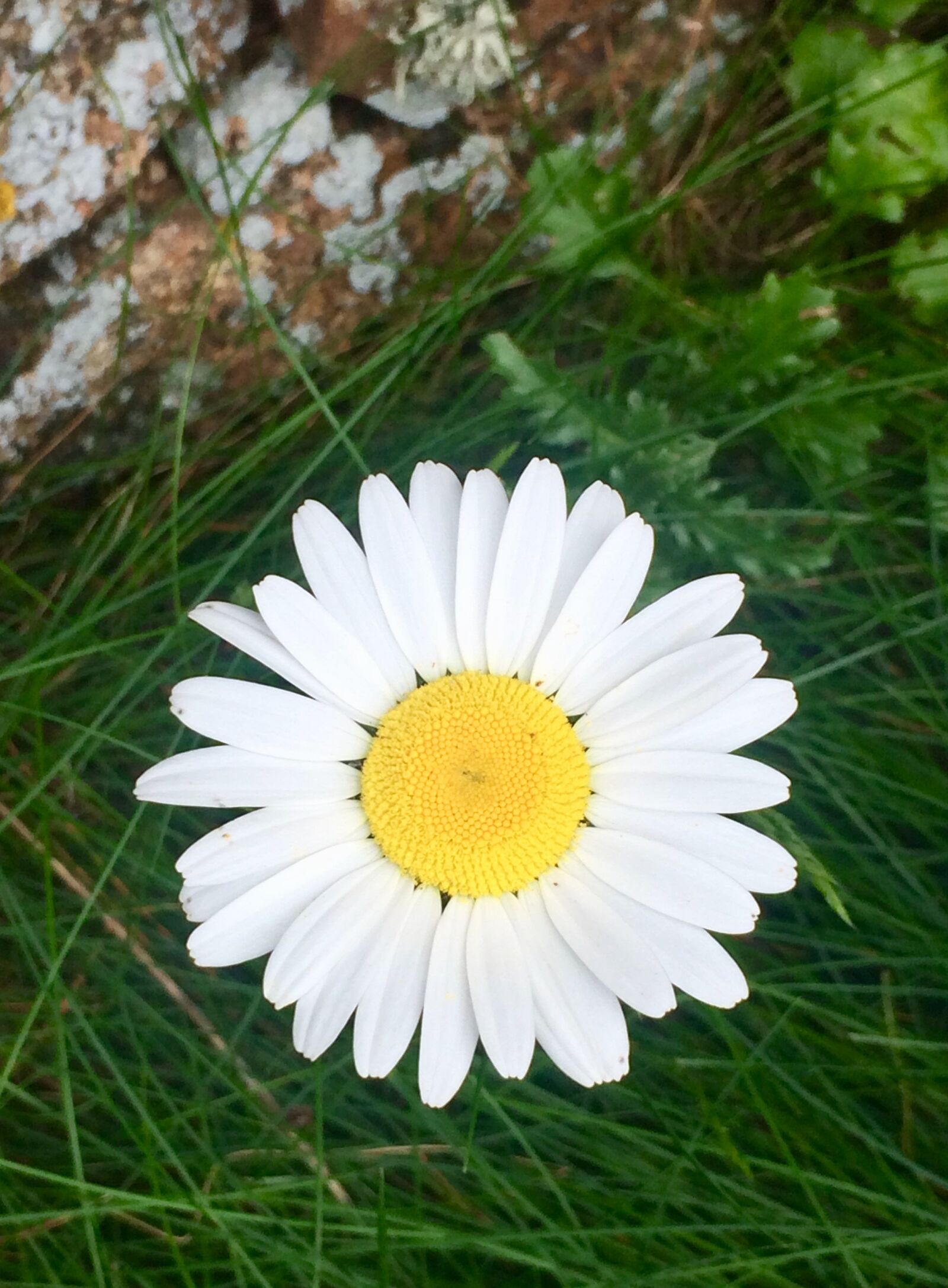 iPhone 5s back camera 4.15mm f/2.2 sample photo. Daisy, nature, summer photography