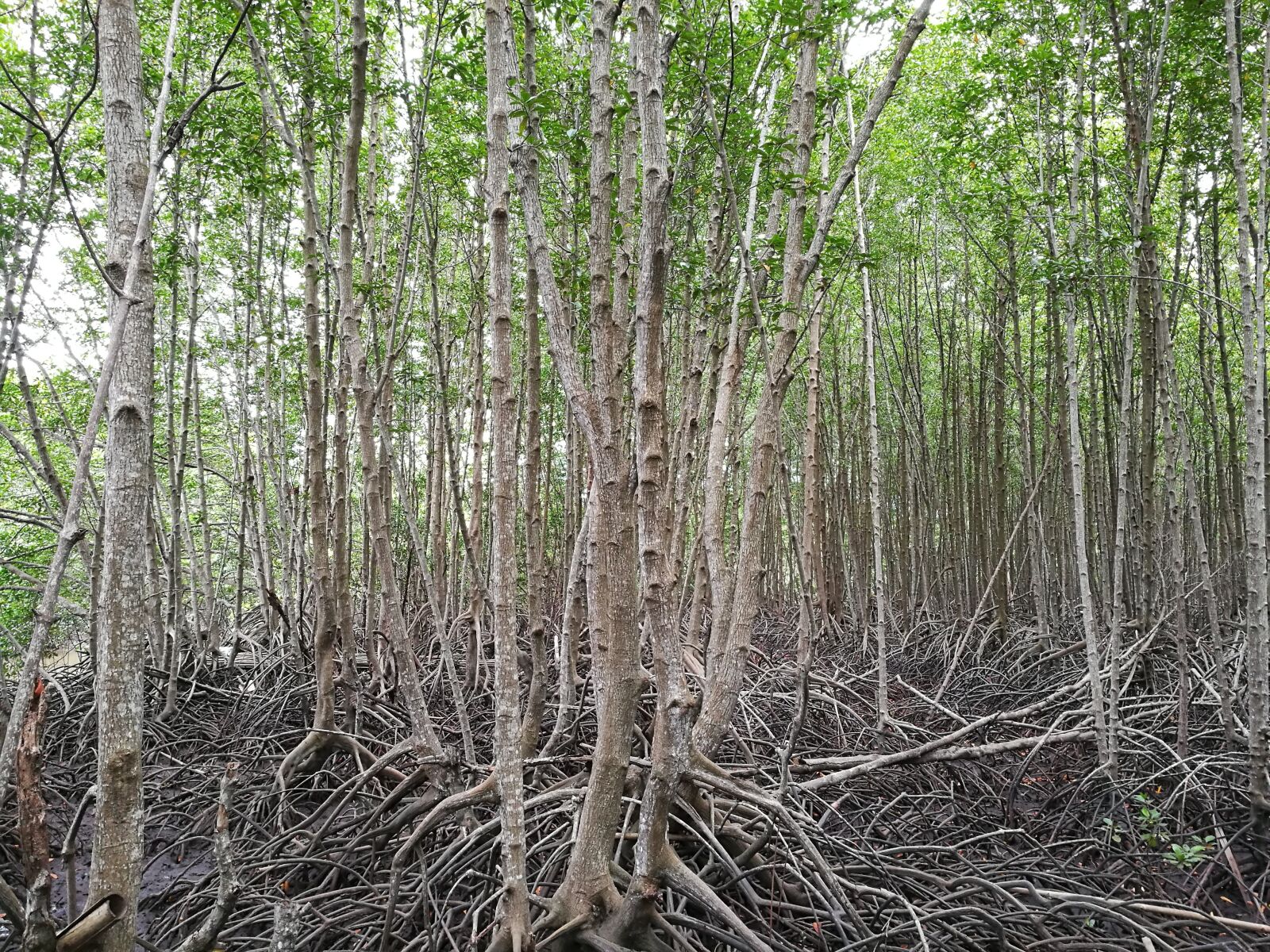 HUAWEI P9 Plus sample photo. The forests, green, nature photography