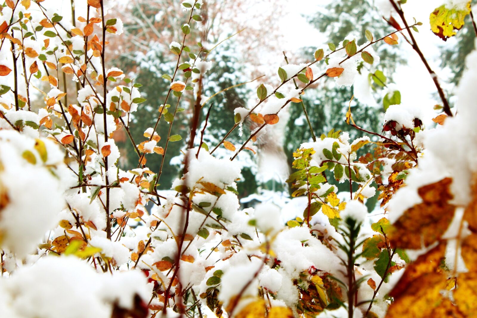 Canon EOS 1200D (EOS Rebel T5 / EOS Kiss X70 / EOS Hi) sample photo. Autumn, winter, snow photography