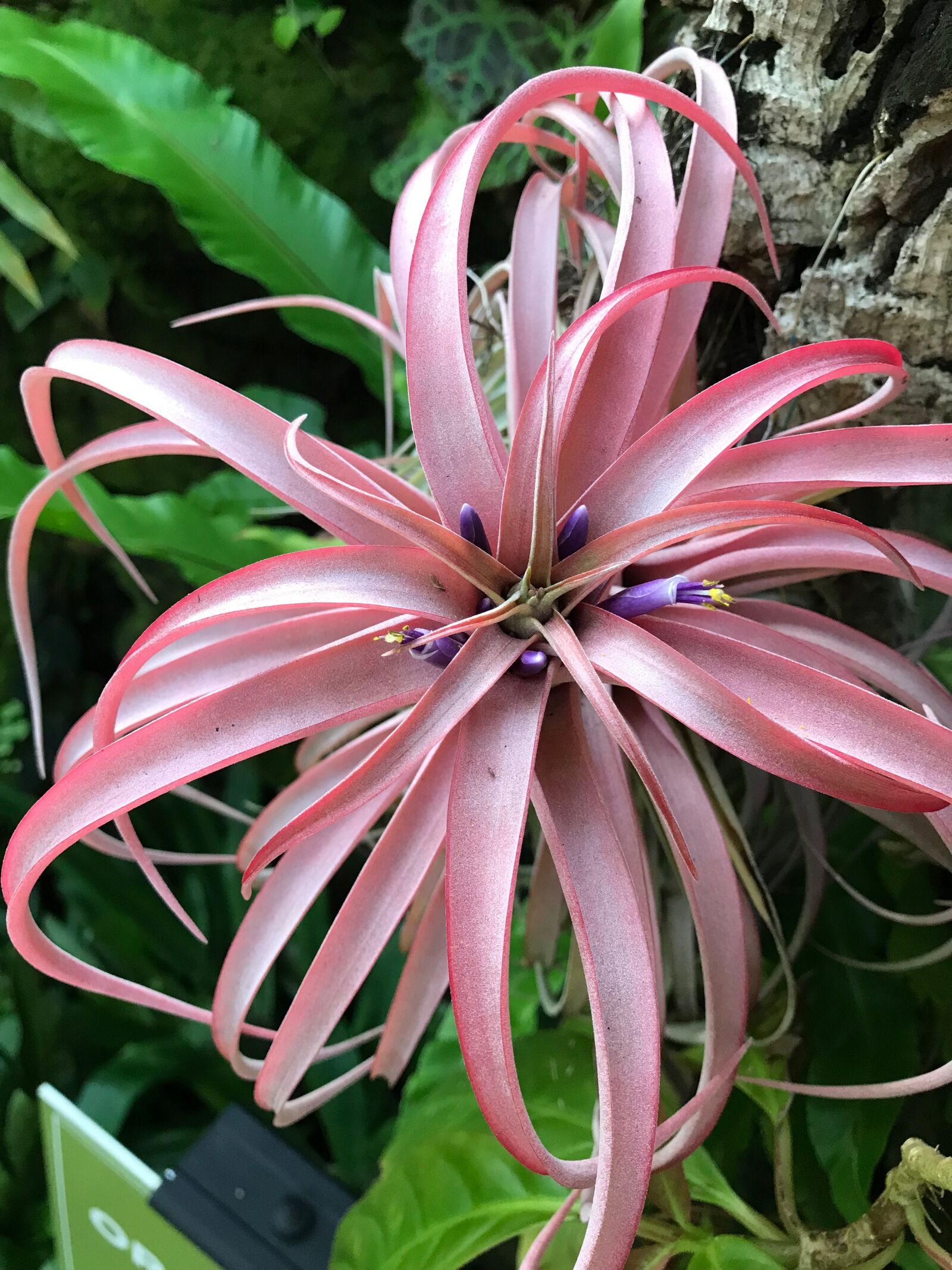 iPhone 7 Plus back dual camera 3.99mm f/1.8 sample photo. Tropical, plant, flower photography