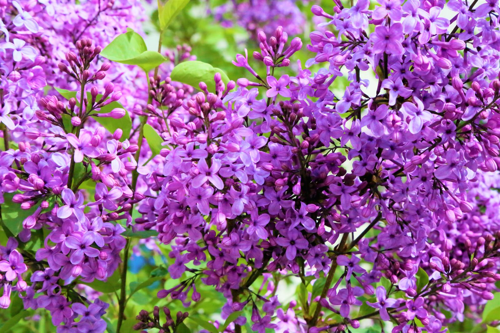 Canon EF 24-105mm F4L IS USM sample photo. Flowers, spring, nature photography