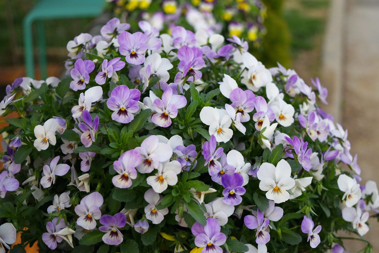 Nikon D5500 sample photo. Flowerpot, flora, flowers, bloom photography