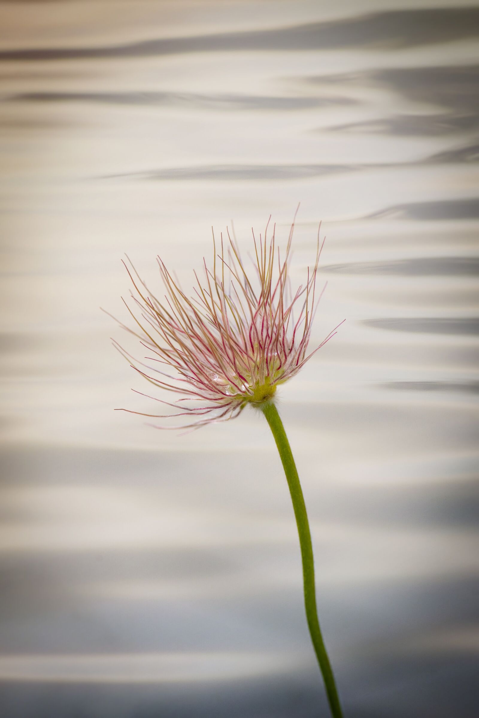 Nikon D750 sample photo. Common pasque flower, pulsatilla photography
