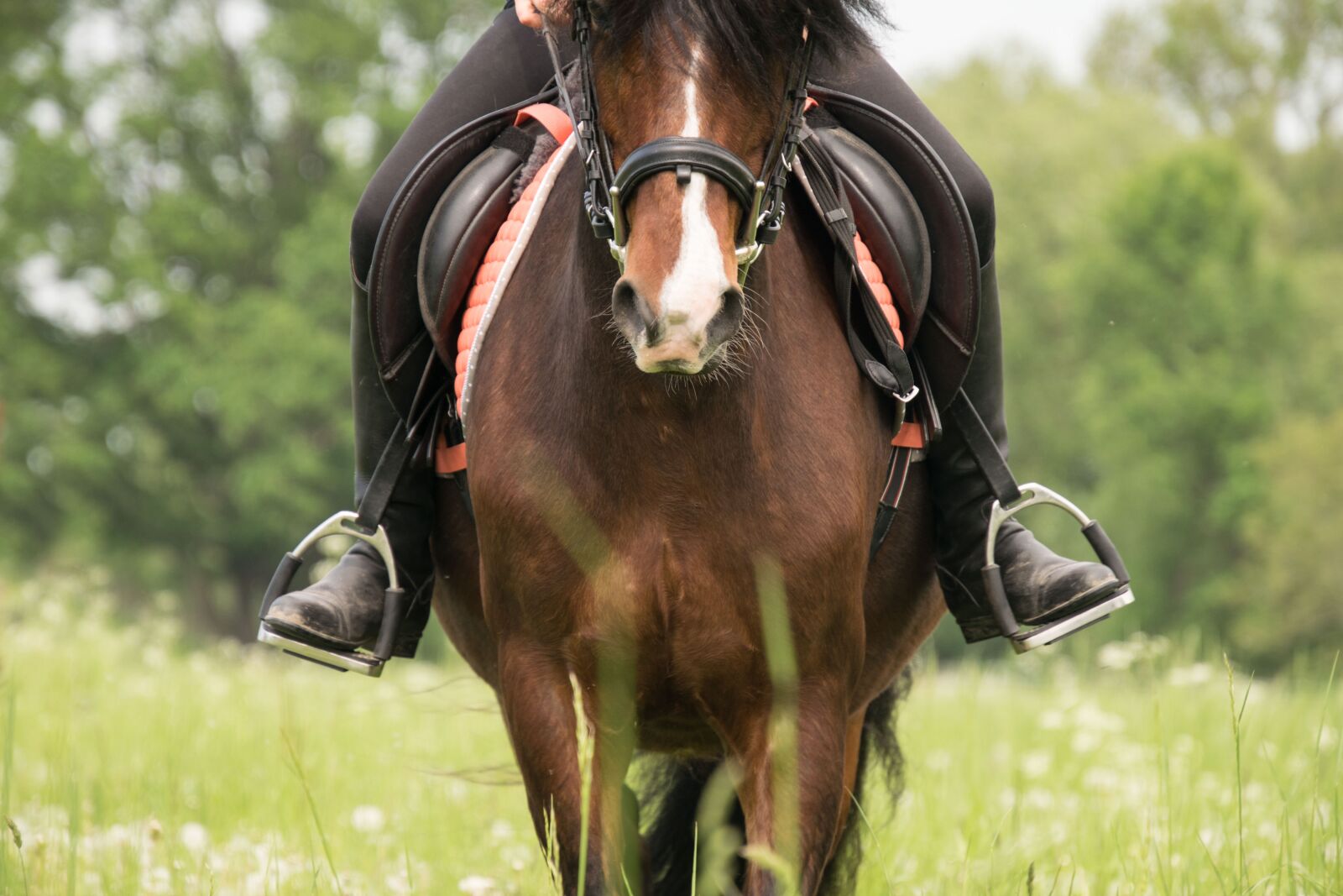 Nikon D3300 sample photo. Ride, horse, stirrup photography
