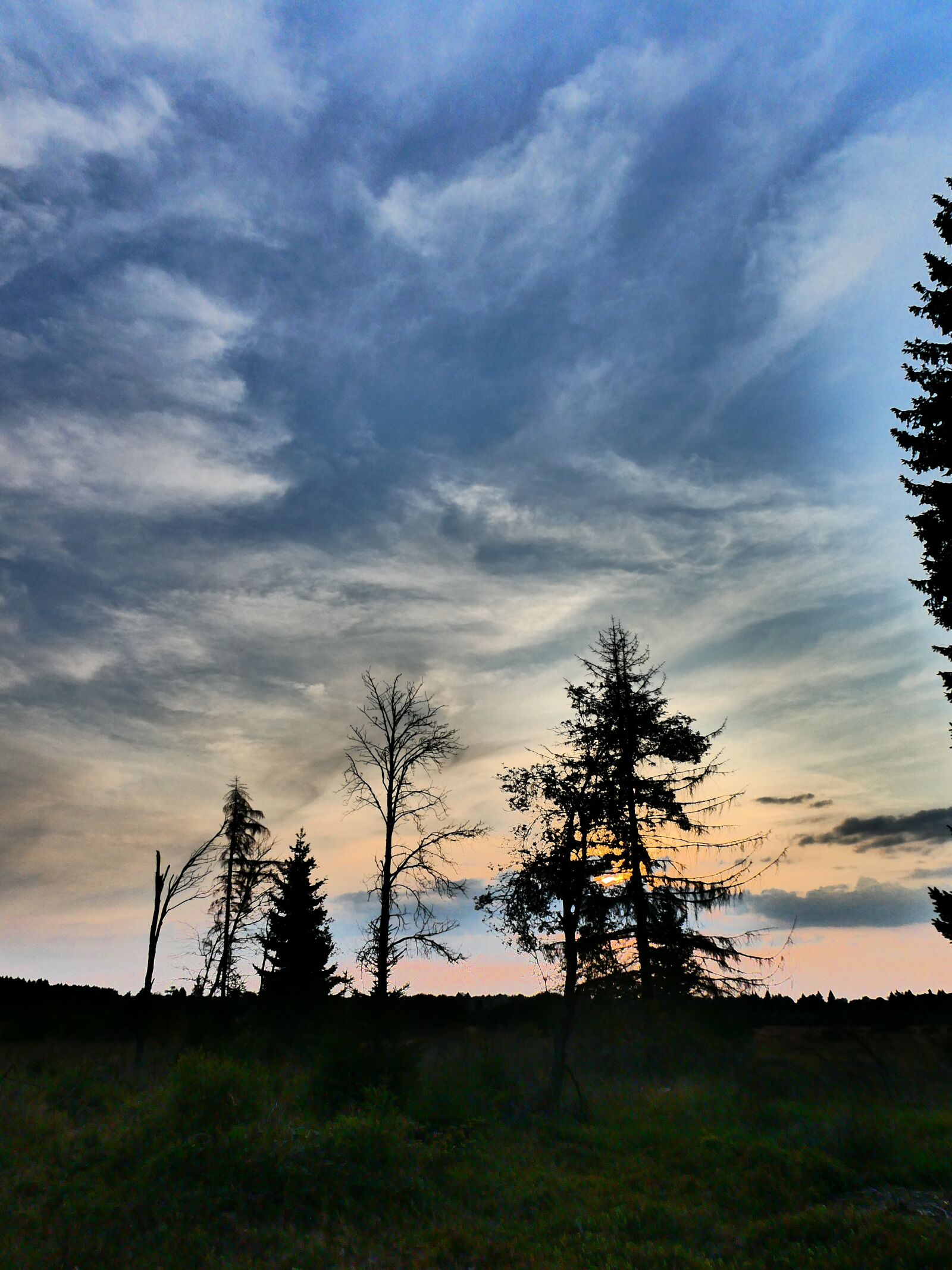 Panasonic DC-TZ91 sample photo. Trees, nature, forest photography