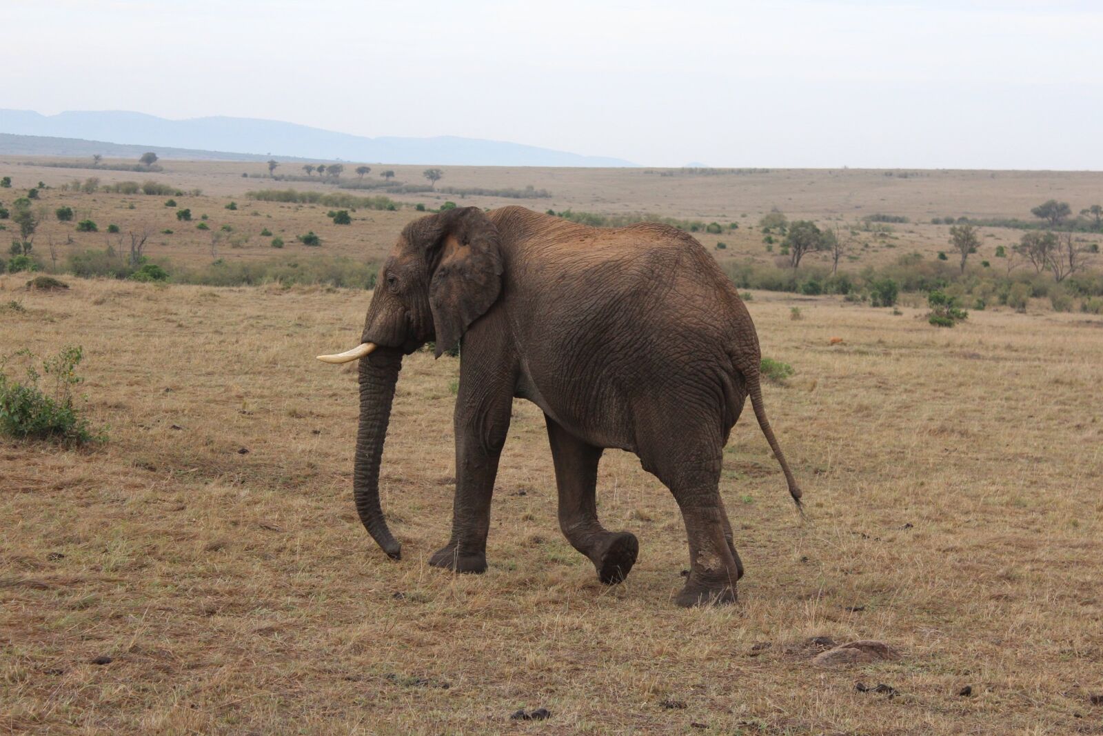 Canon EOS 600D (Rebel EOS T3i / EOS Kiss X5) sample photo. Massai mara, elephant, kenya photography