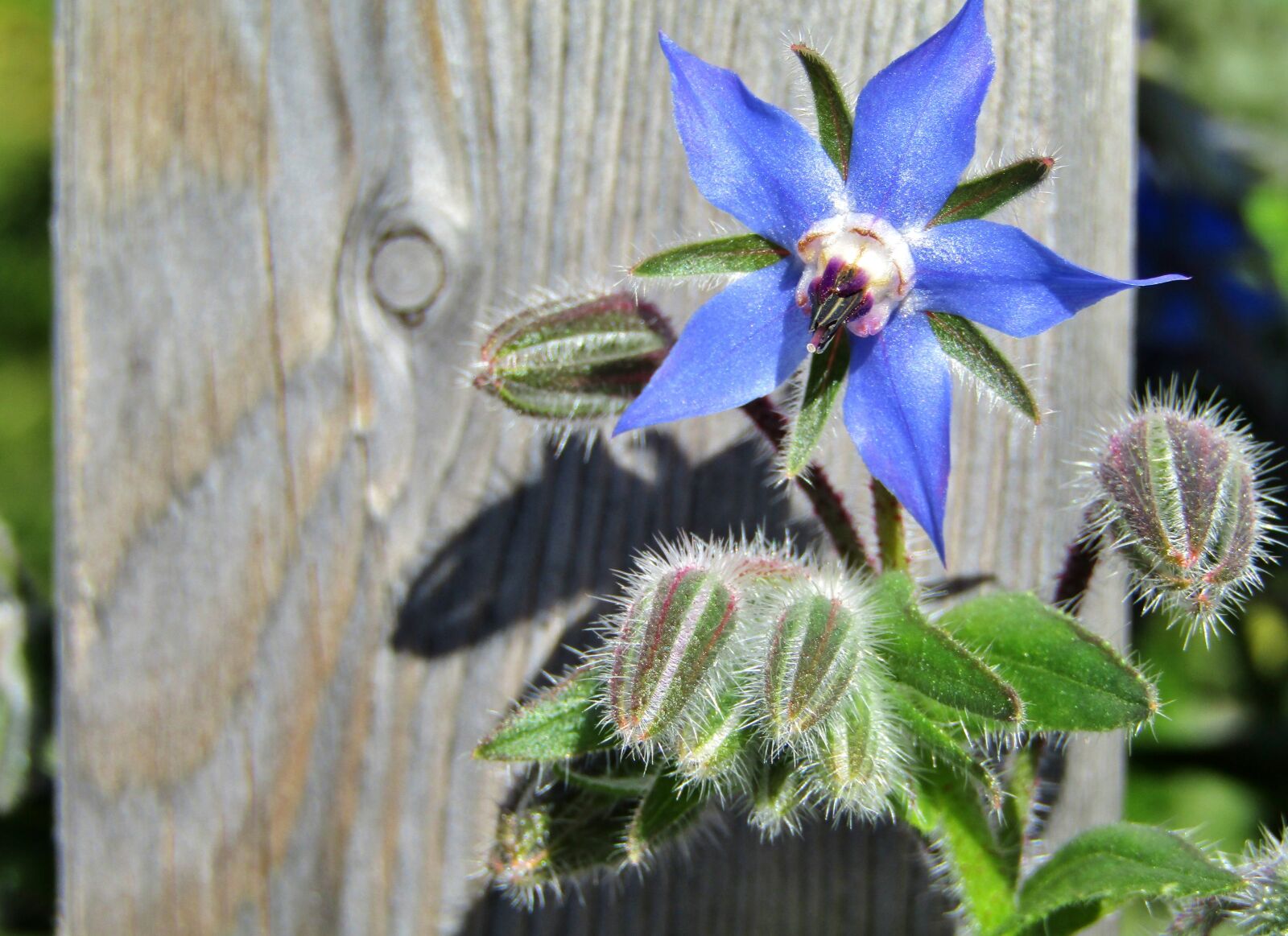 Canon POWERSHOT SX432 IS sample photo. Borage, star flower, cucumber photography