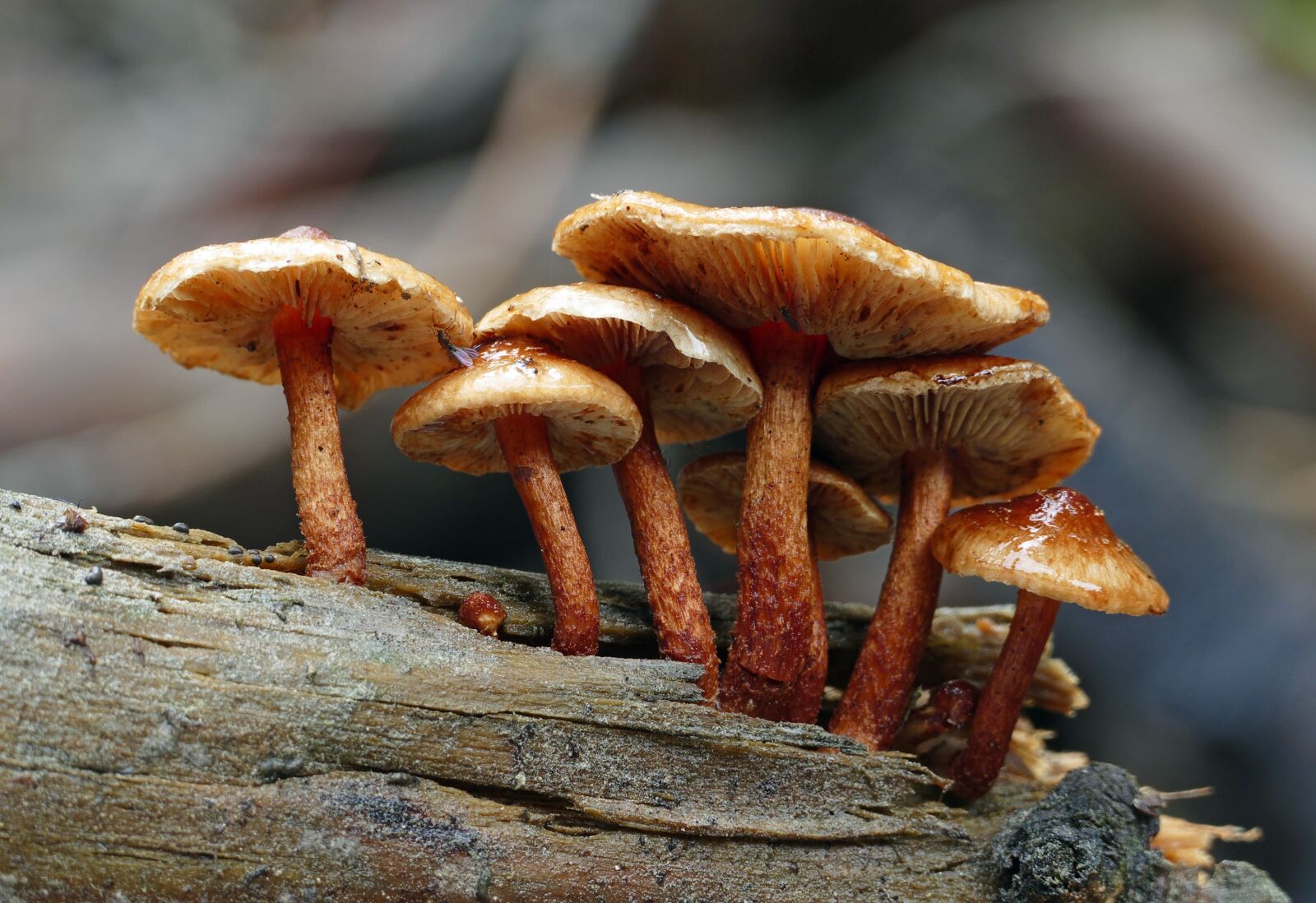 Panasonic Lumix DMC-FZ1000 sample photo. Mushroom, close up, fungus photography