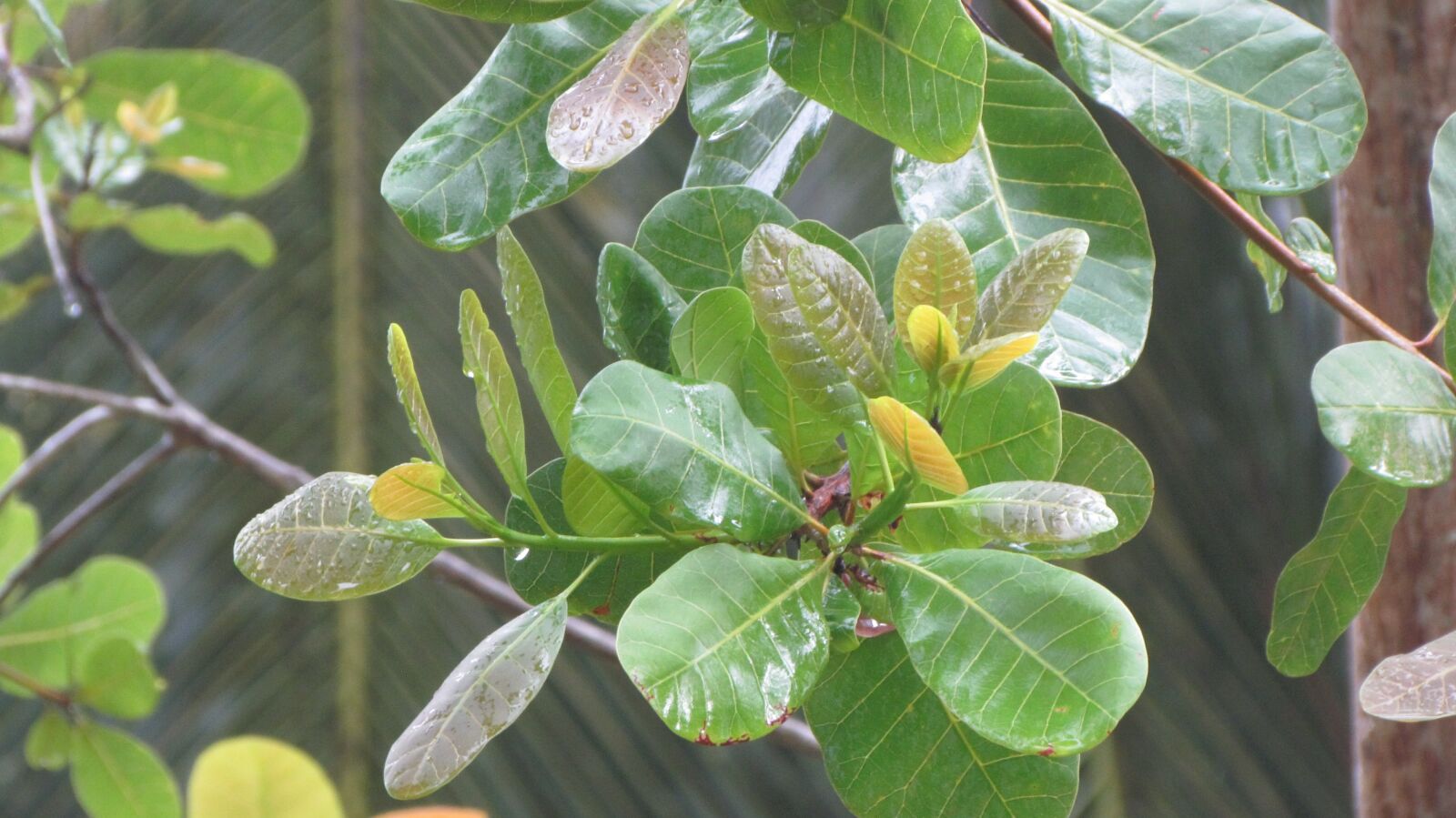 Canon PowerShot SX30 IS sample photo. Cashew, nature, nuts photography