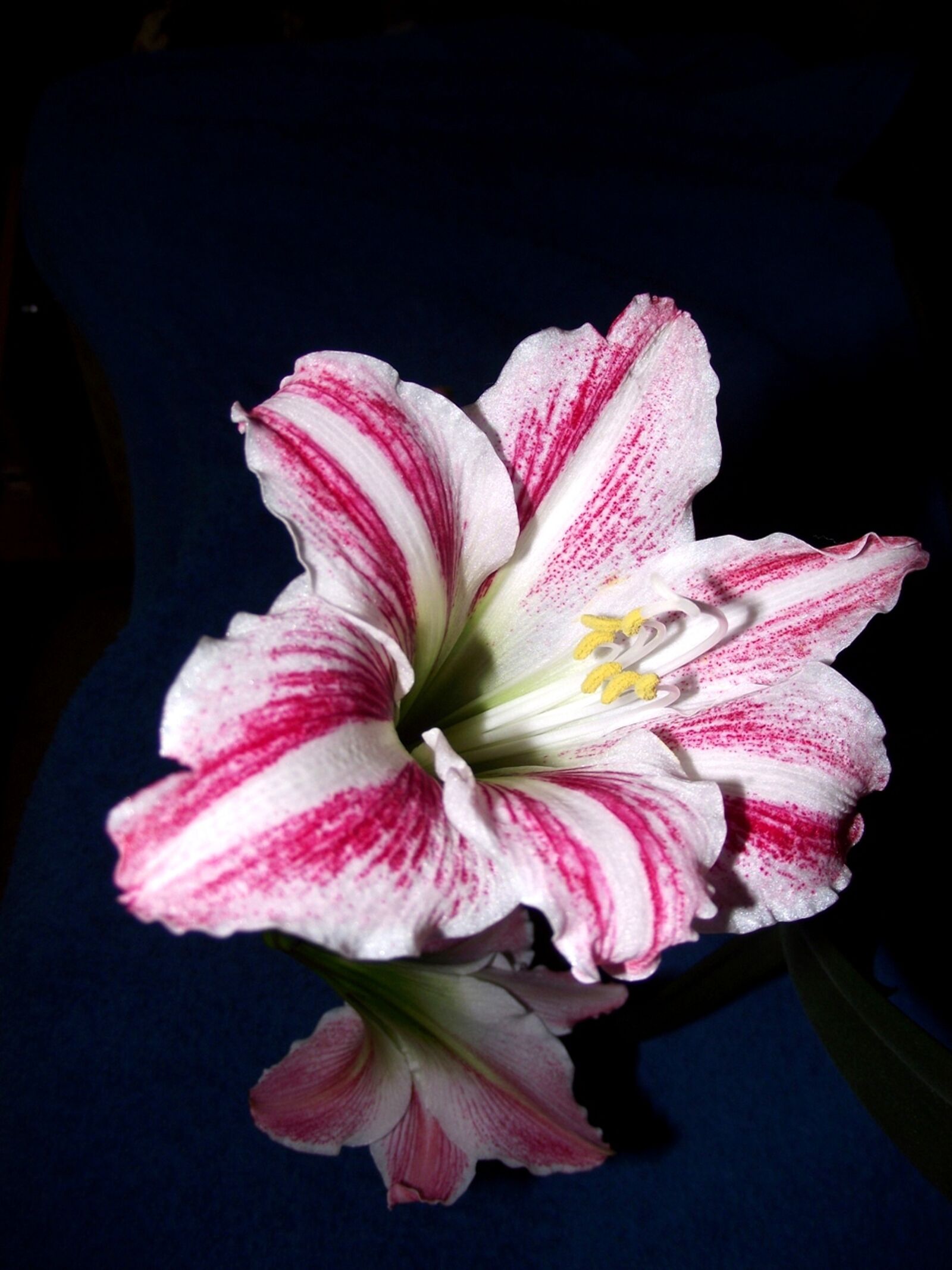 FujiFilm FinePix S1800 (FinePix S1880) sample photo. Amaryllis, flower, blooming photography