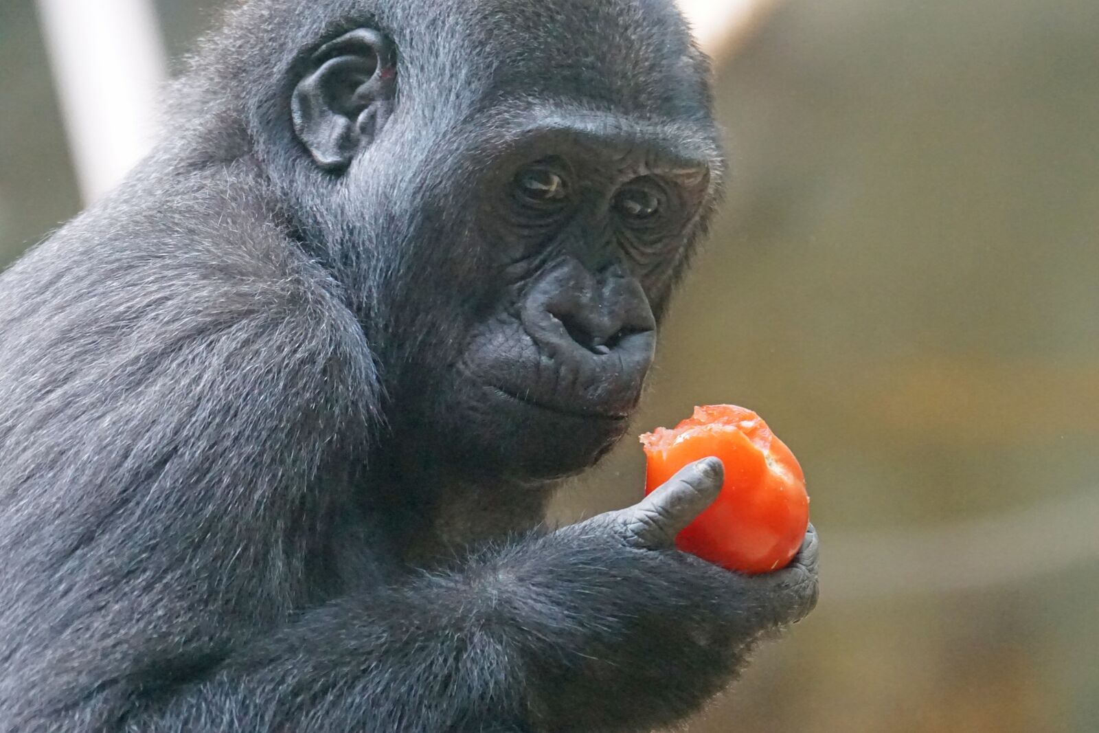 Sony ILCA-77M2 + Sony 70-400mm F4-5.6 G SSM sample photo. Gorilla, primate, ape photography