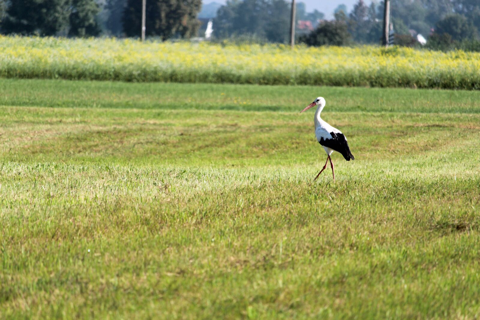 Canon EOS 1300D (EOS Rebel T6 / EOS Kiss X80) + Canon EF-S 55-250mm F4-5.6 IS STM sample photo. Stork, bird, grass photography